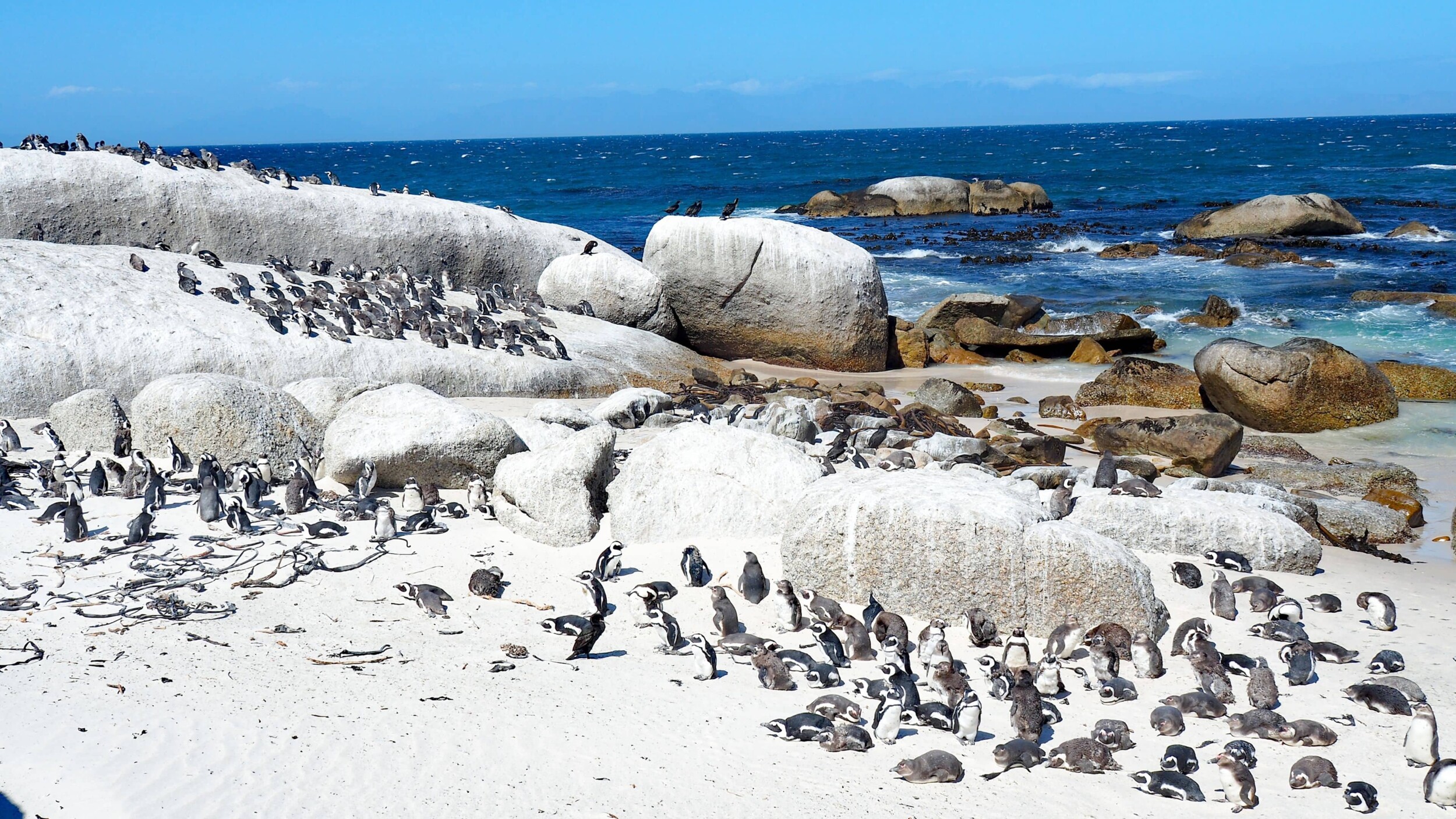 Suedafrika_Simonstown_Boulders_Beach_Pinguine_Privatbild_Frey