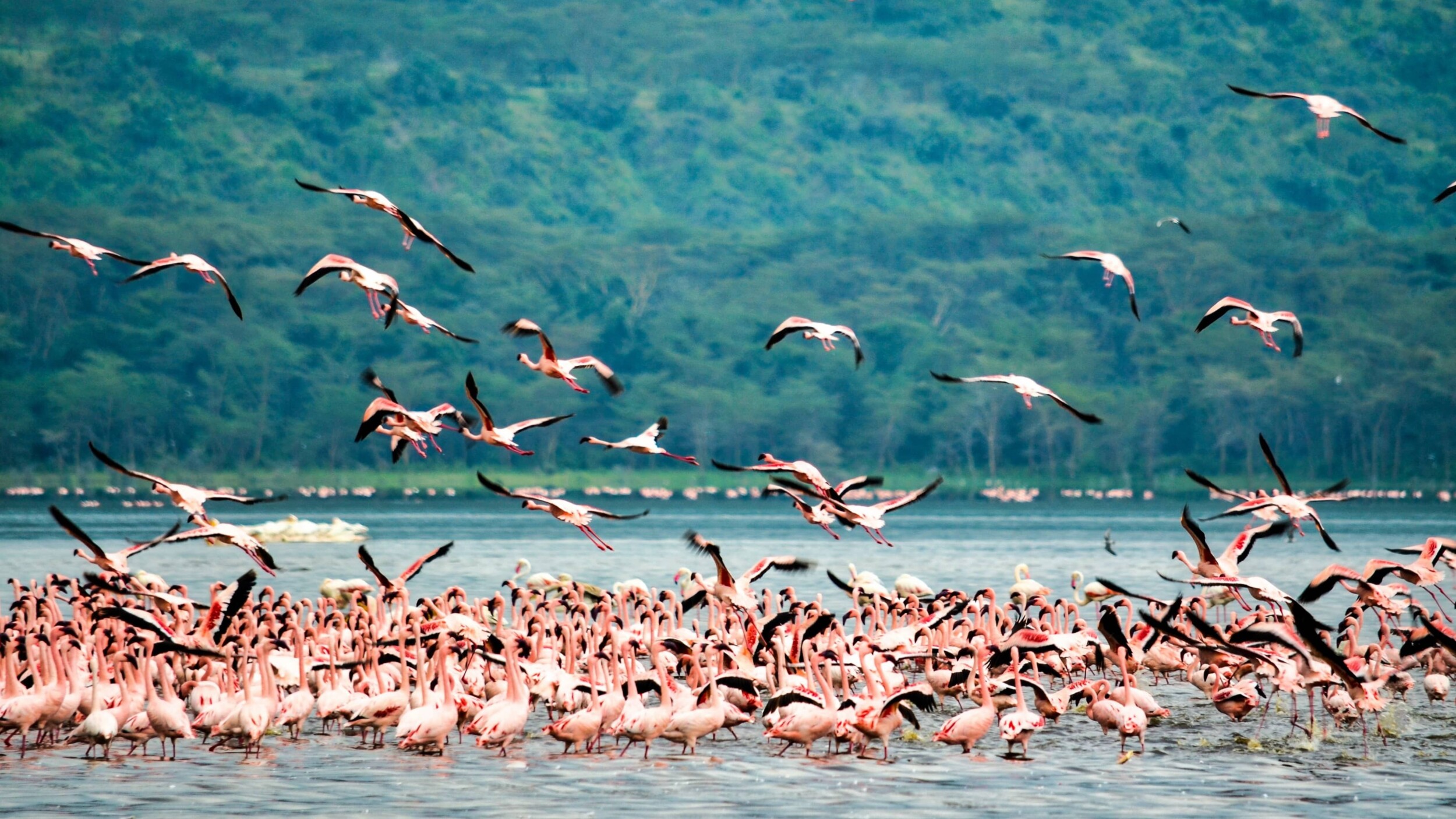 Kenia_LakeNakuru_bibhash-polygon-cafe-banerjee-3QPNiZ_Nqjs-unsplash