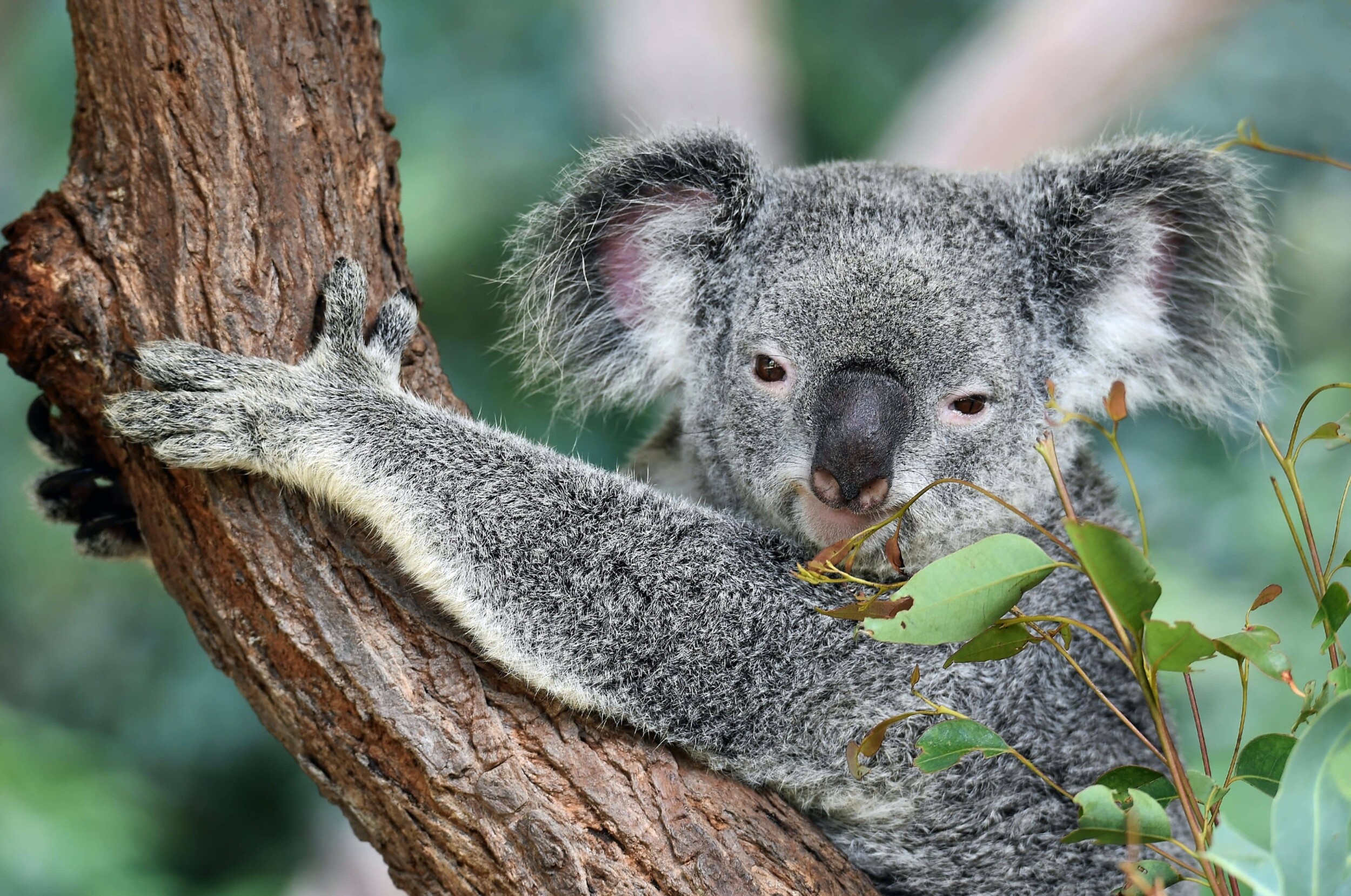 Australien_-_Koala_-_david-clode-CIMk0FSOrAE-unsplash