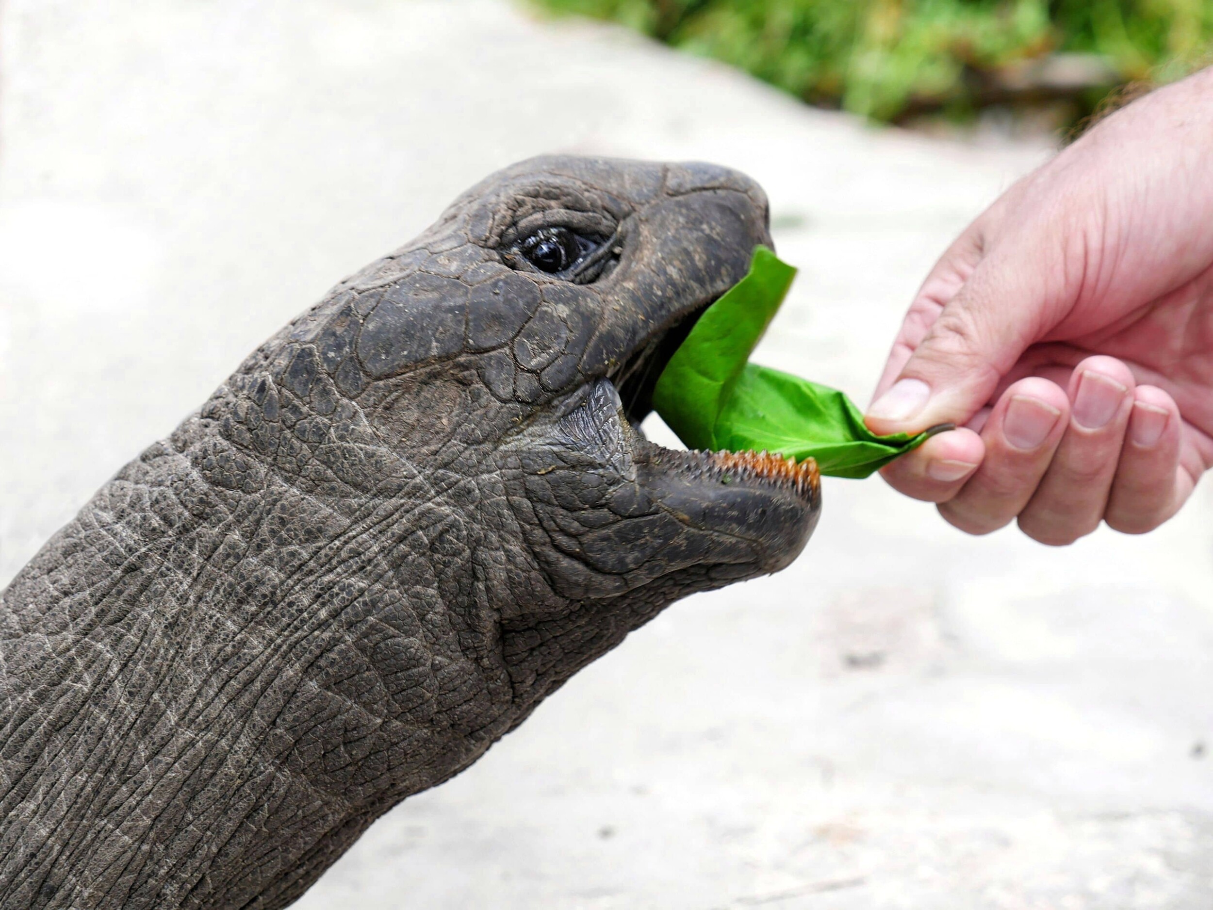 Seychellen_Schildkröte_philipp-meeh-Bu-fUI69fRo-unsplash_1
