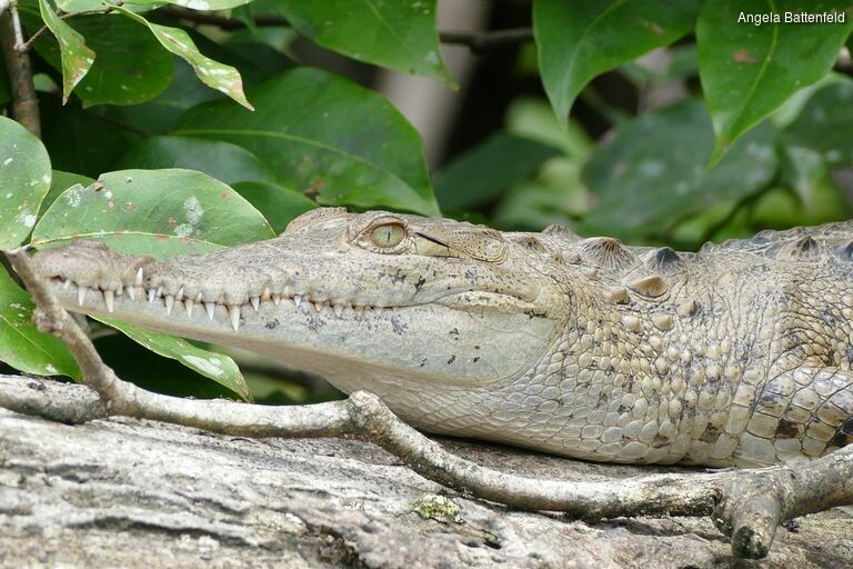 5khb0leki_rectangle-768x768-0x0-0x0