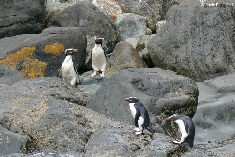 5dorkvsyx_rectangle-768x768-0x0-0x0