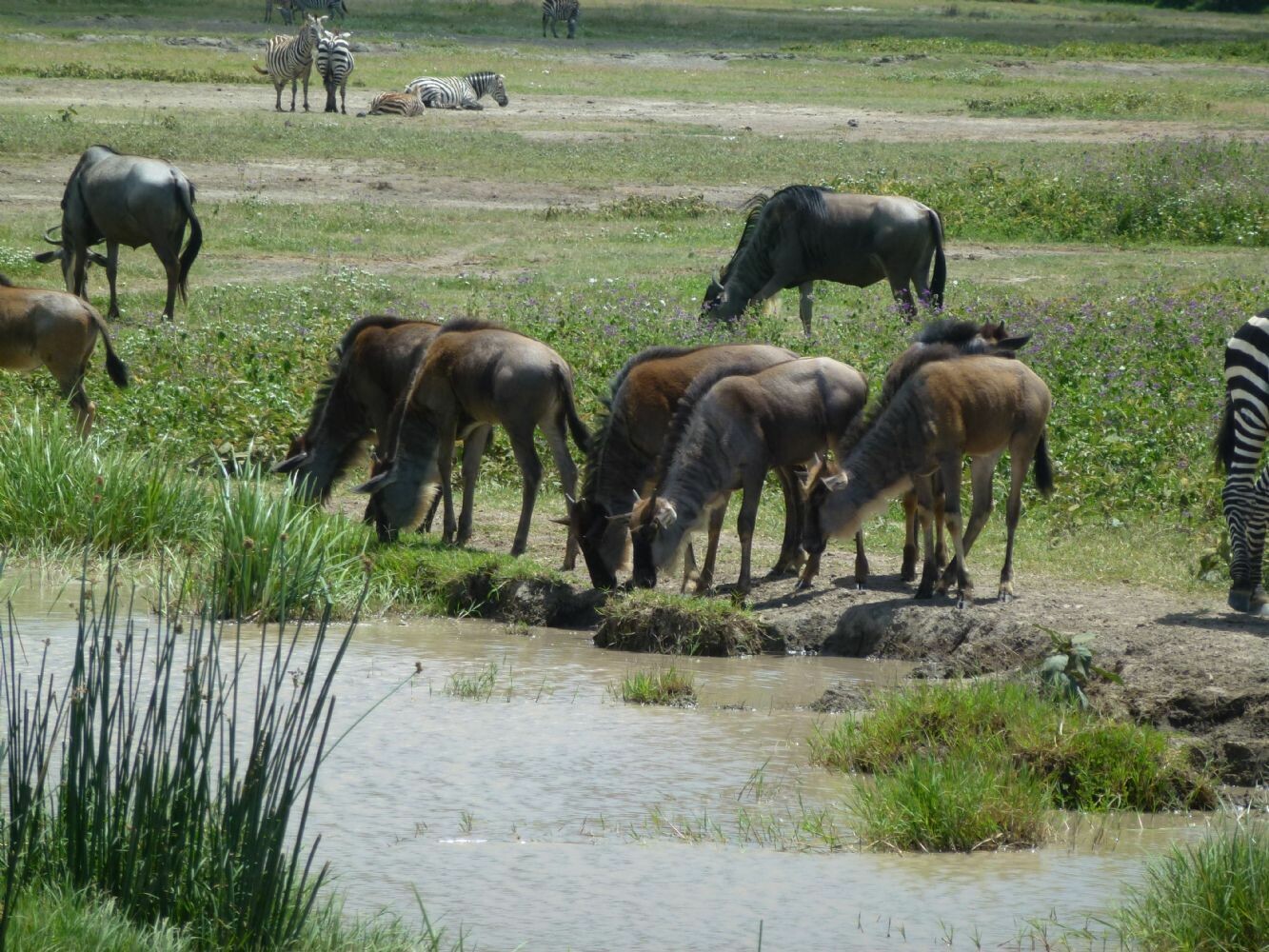 Tansania_Zanzibar_2013_169