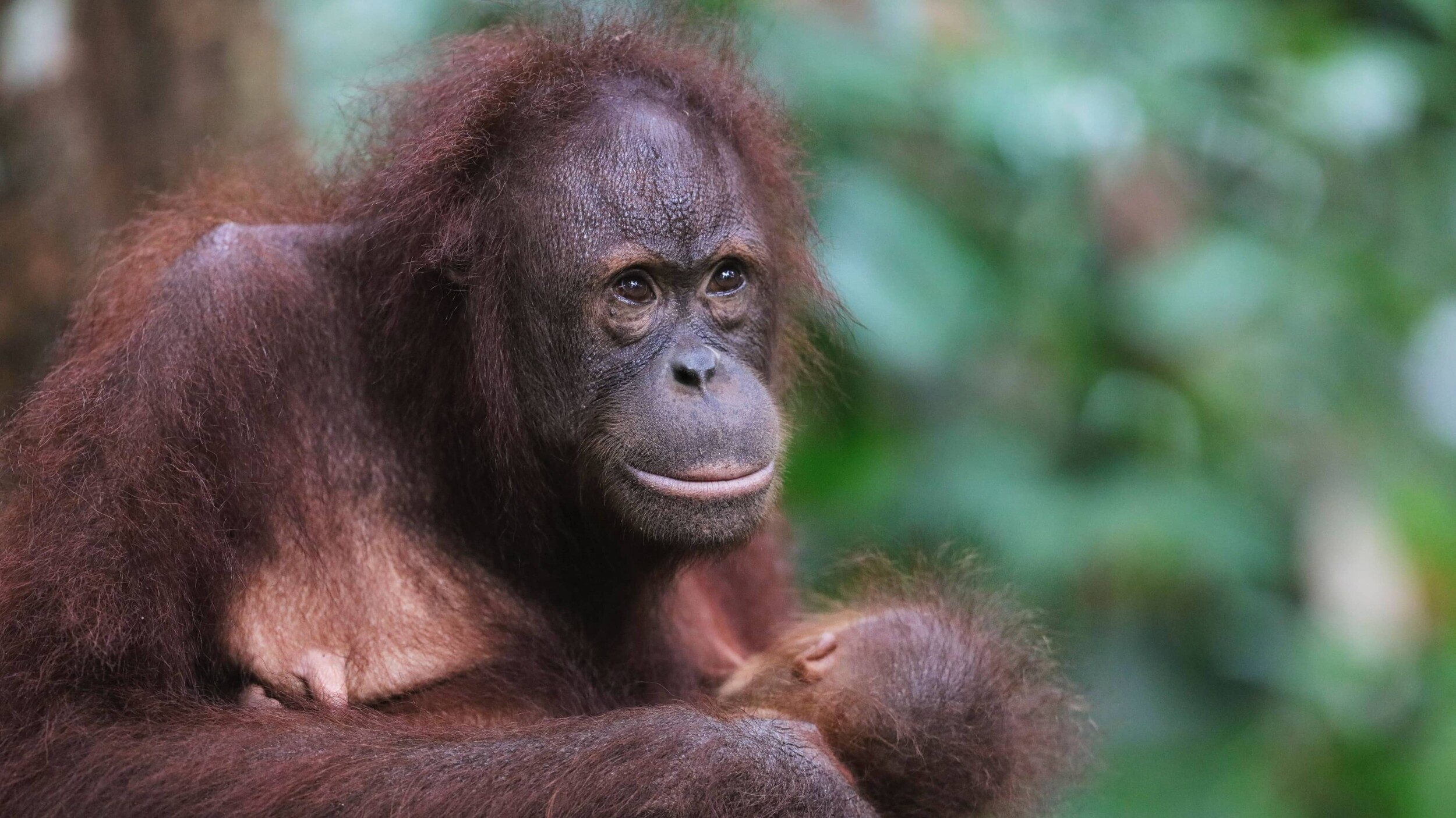 Borneo_chris-charles-K0jsxDCj6qE-unsplash