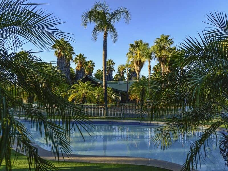Desert_Palms_1
