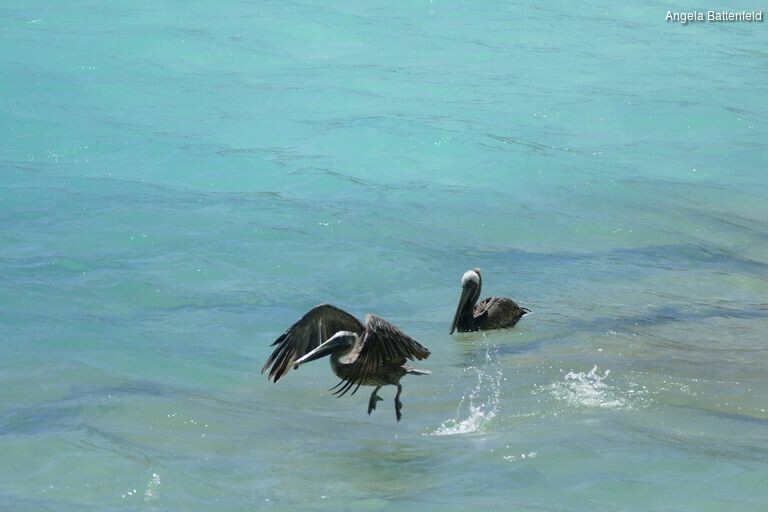 starflyer2015042_rectangle-768x768-0x0-0x0