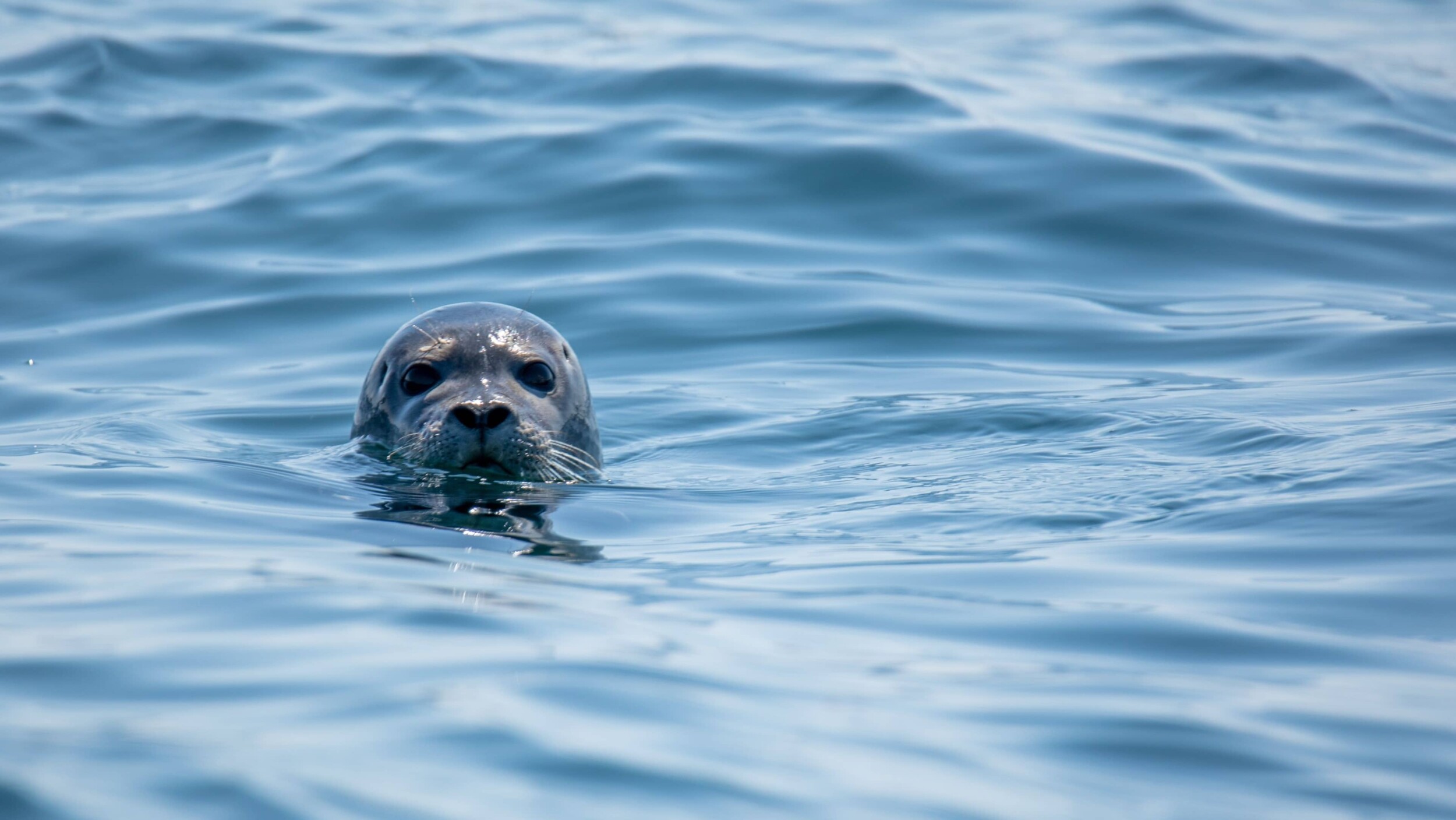 VancouverIsland_Robbe_keith-luke-dKe9GgzS8Ek-unsplash