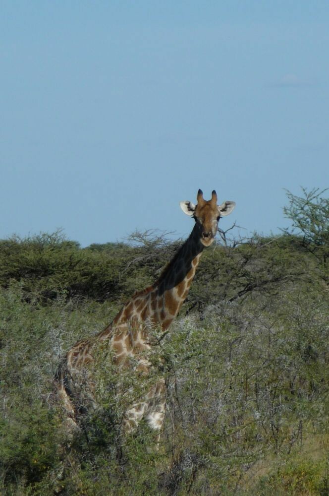 Namibia_15-30_Mai_2010_077