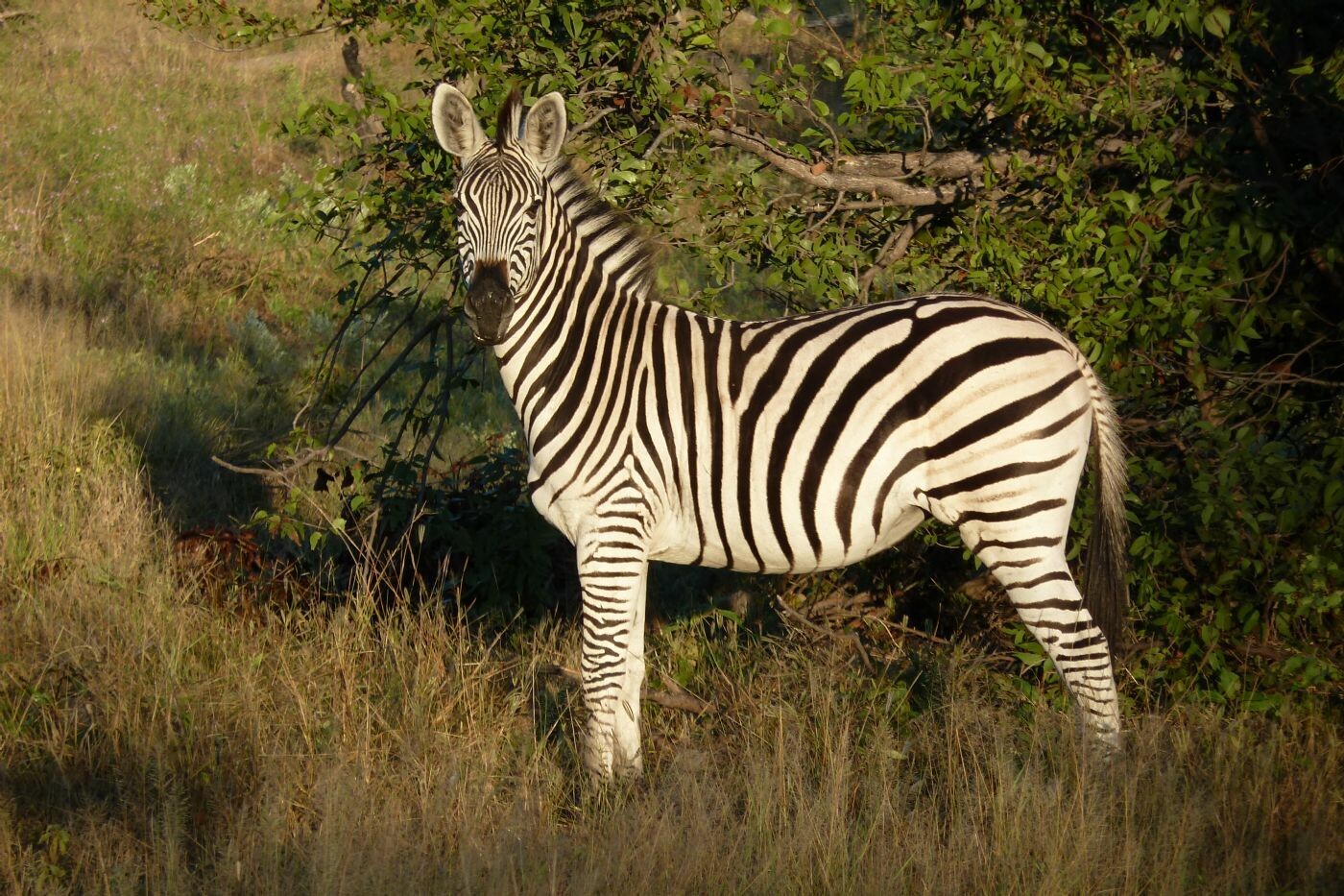 Botswana_2011_078
