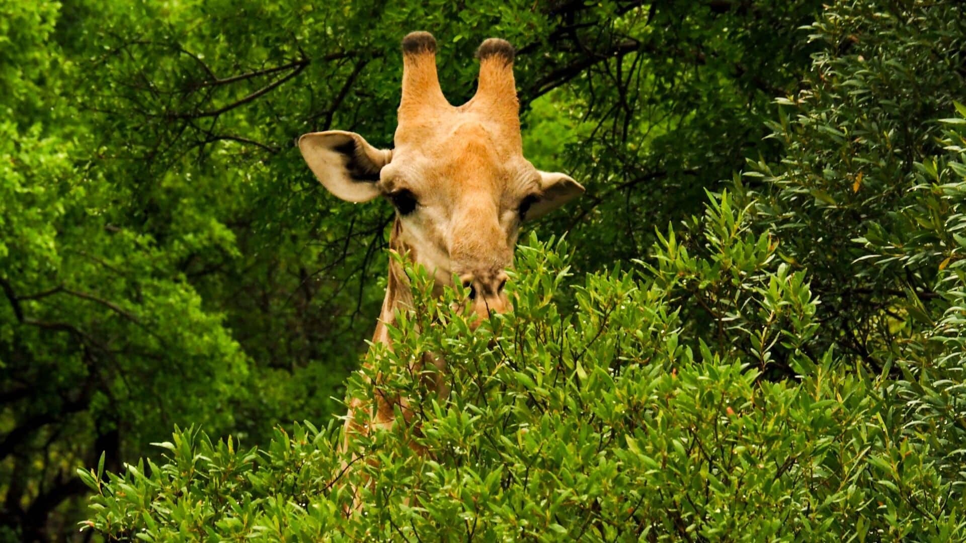 2019-12_Südafrika_261_Pilanesberg_NP_1