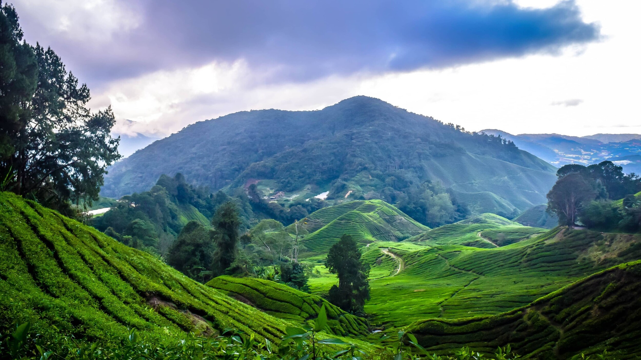 CameronHighlands_ravin-rau-otb0WqG3l34-unsplash
