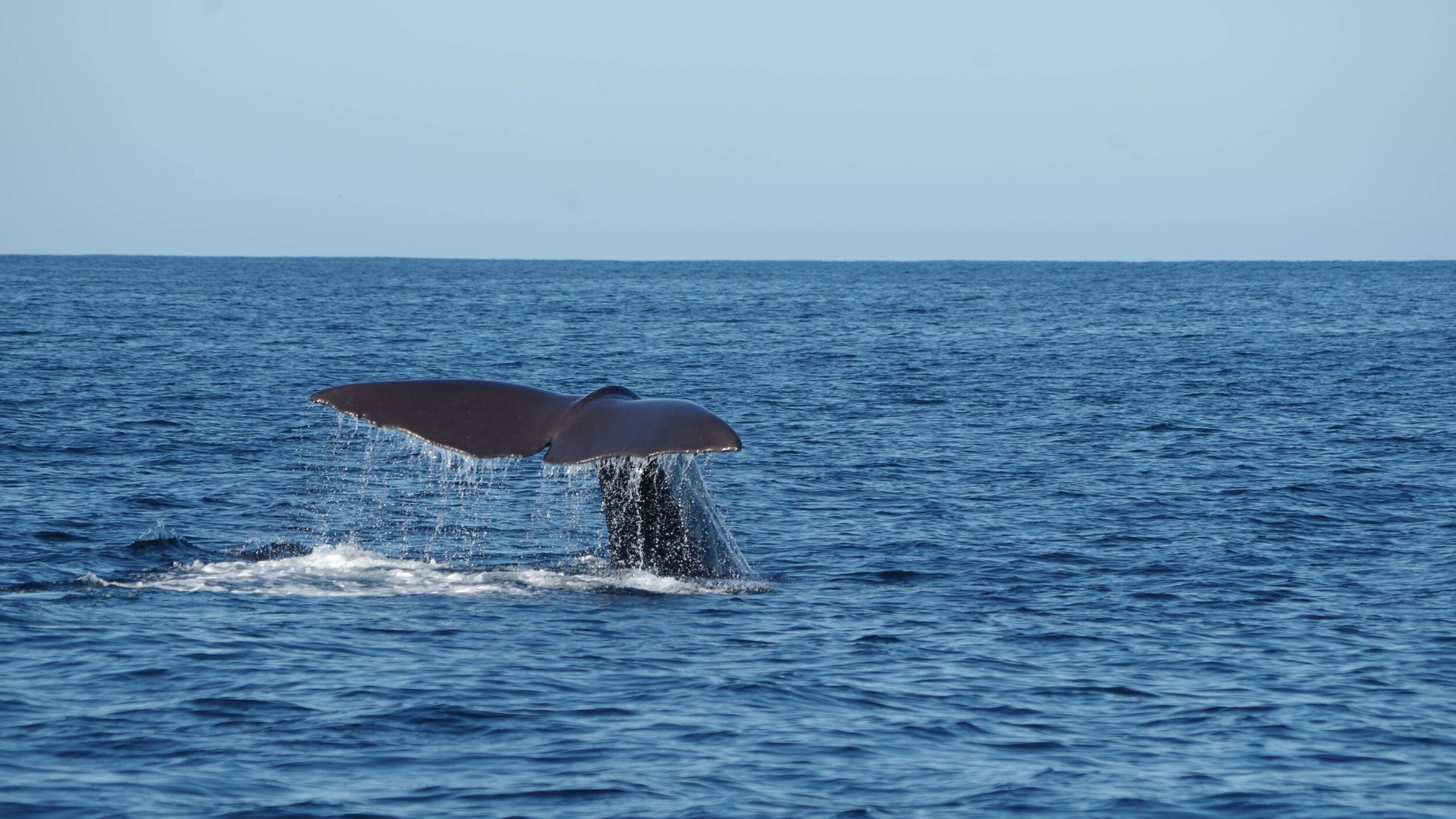 Neuseeland_Kaikoura_davide-dalfovo-pca9QGR4ibE-unsplash