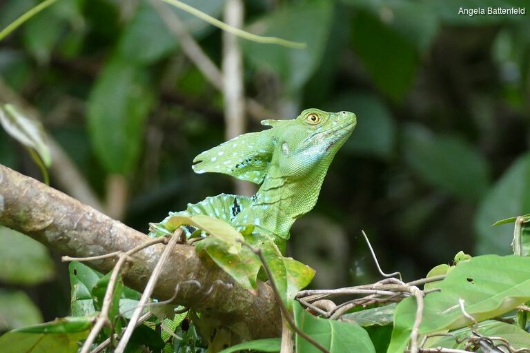 2068ad5t_rectangle-768x768-0x0-0x0