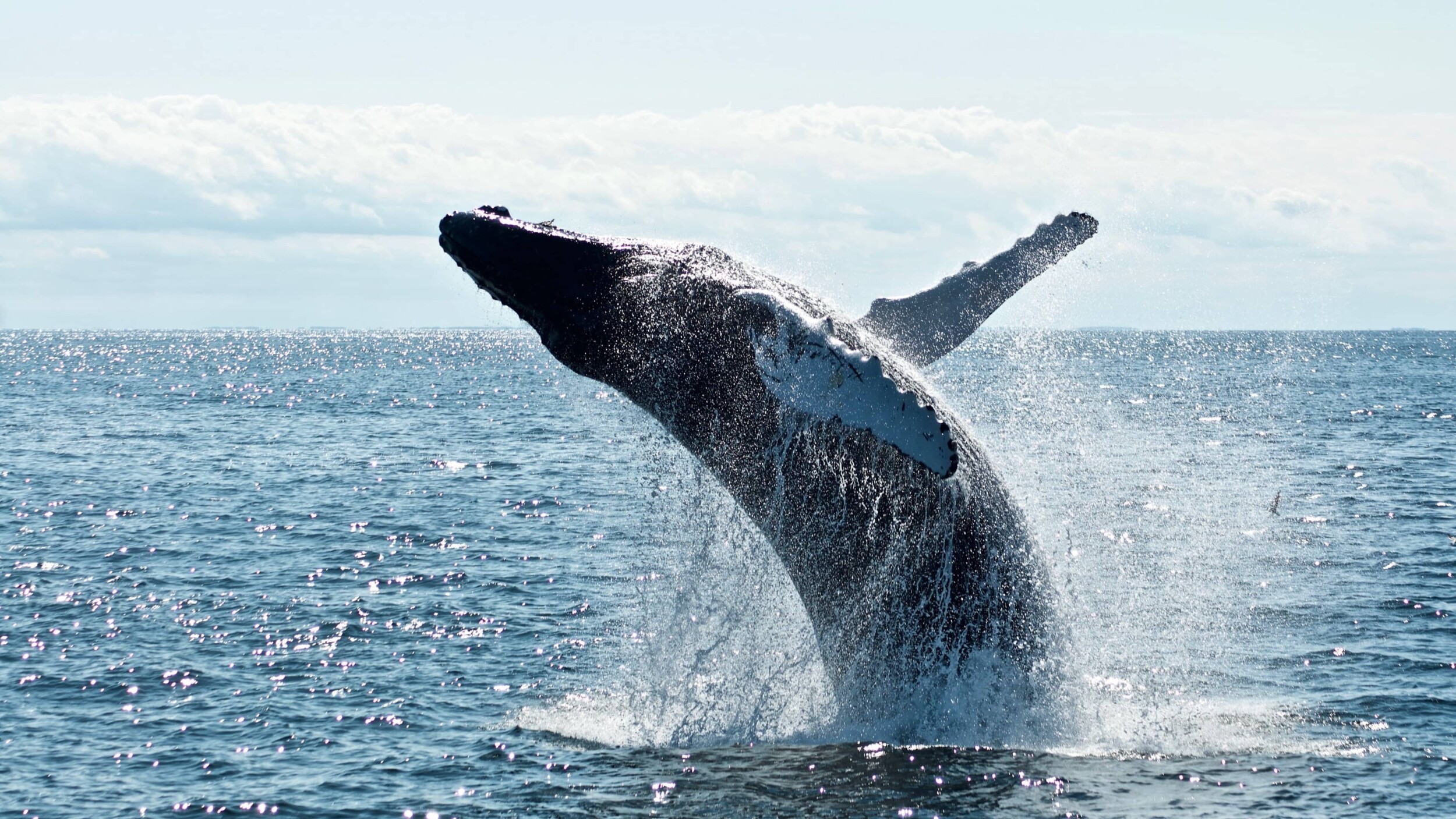 Kanada_Neufundland_Wale_todd-cravens-QnBrjY-nFUs-unsplash