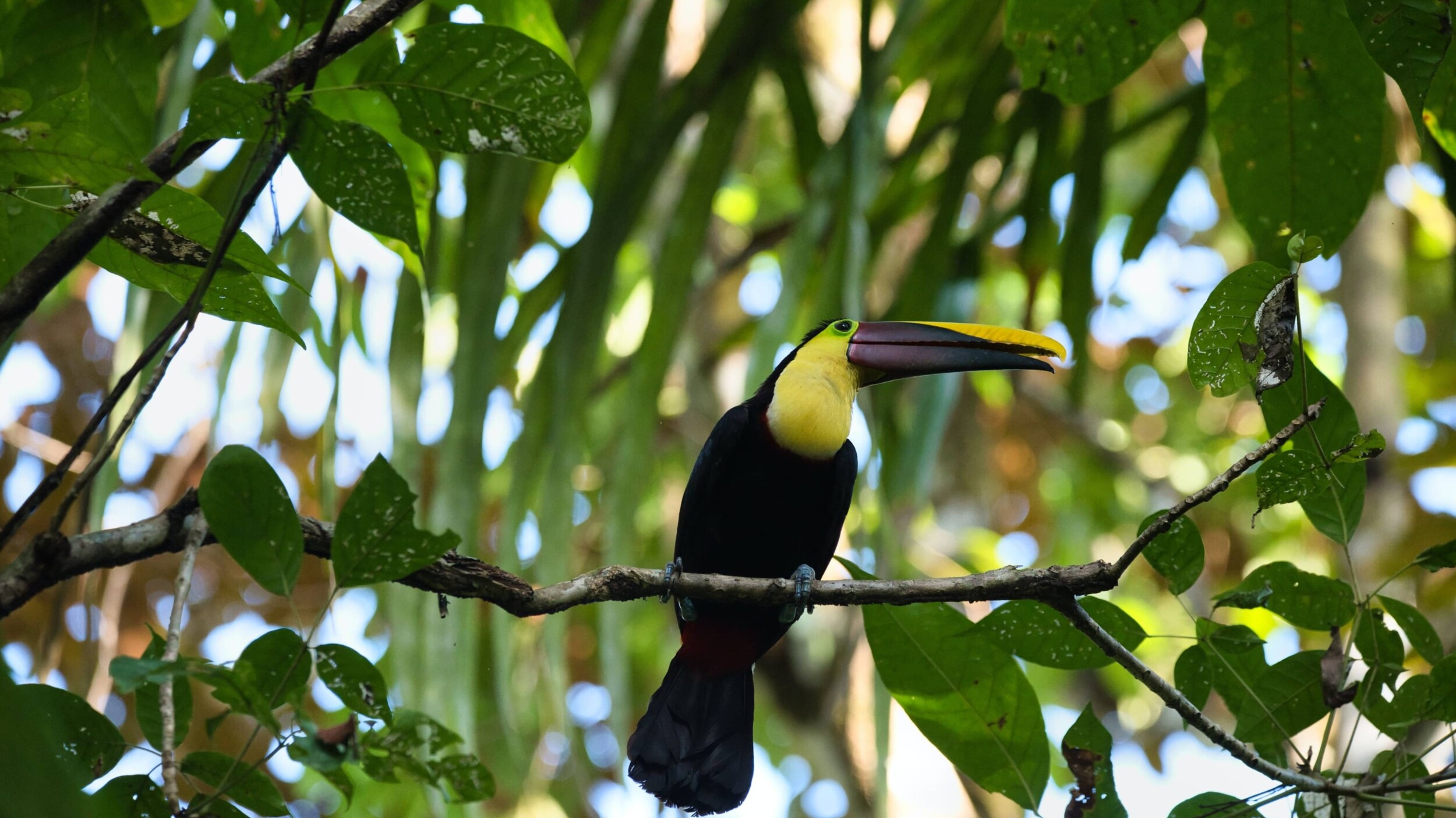 ManuelAntonio_iulian-aghei-9JqmvU4GVSU-unsplash