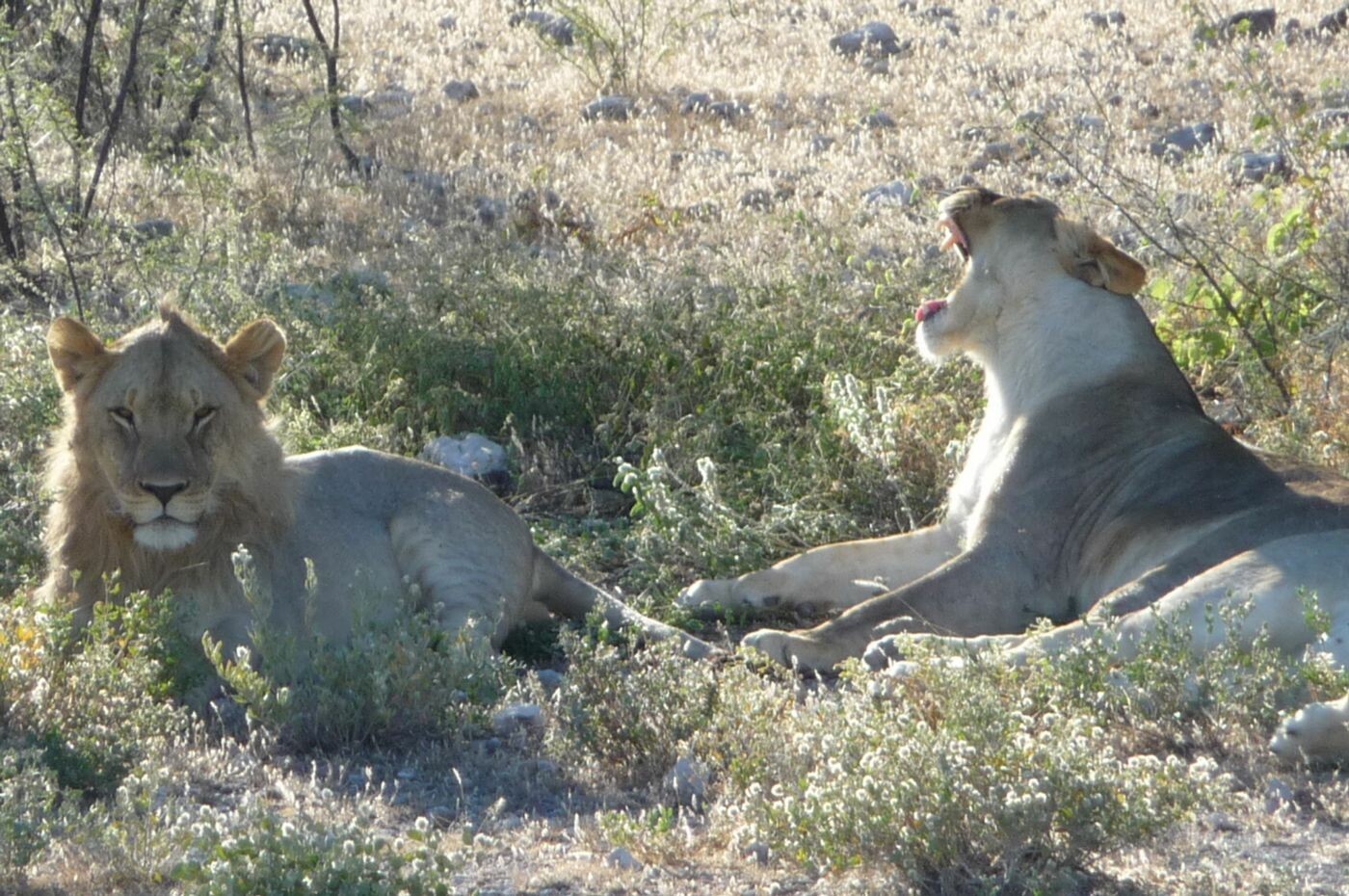 Namibia_15-30_Mai_2010_087a