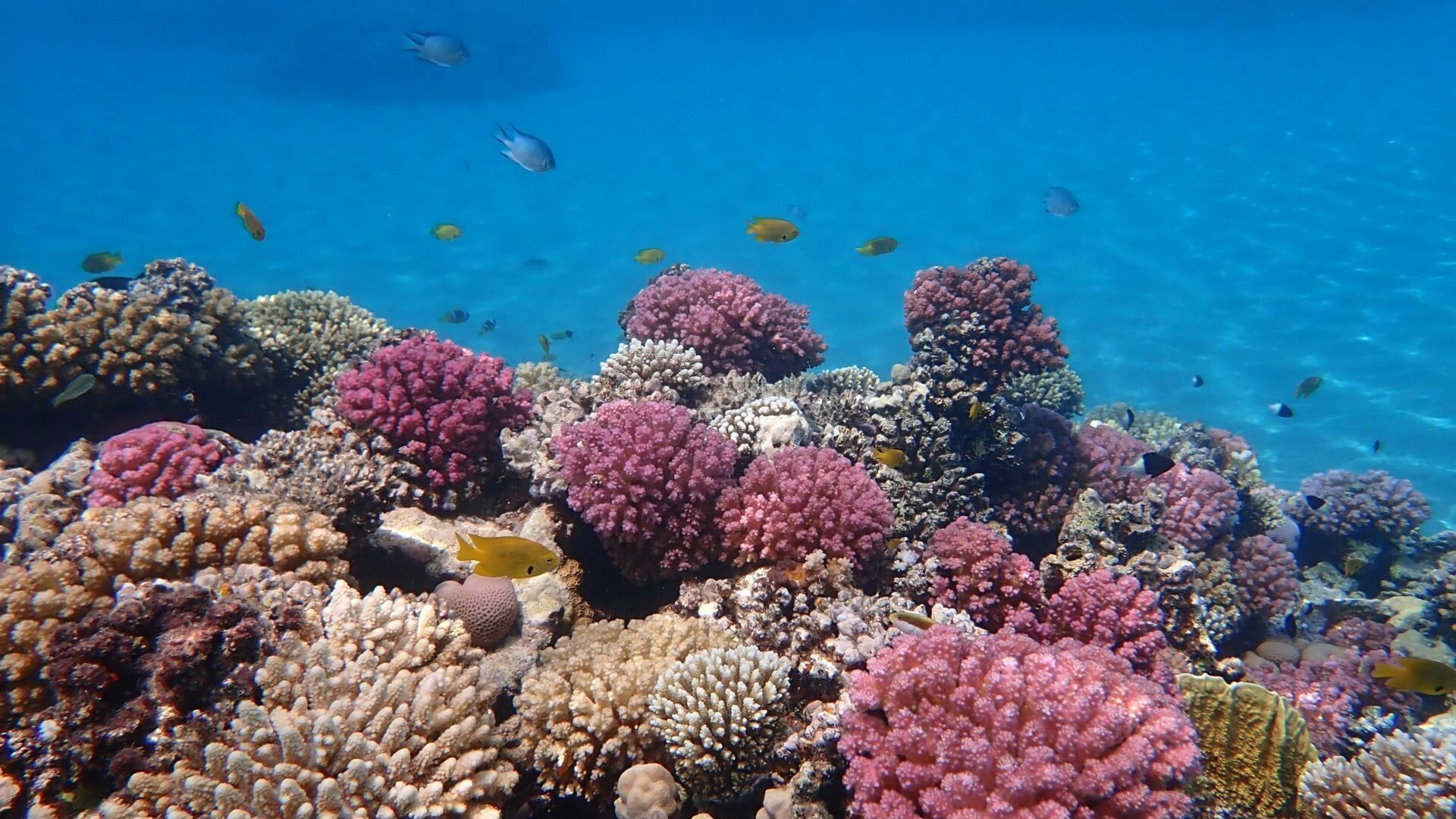 Aegypten_Makadi_Bay_unsplash_1