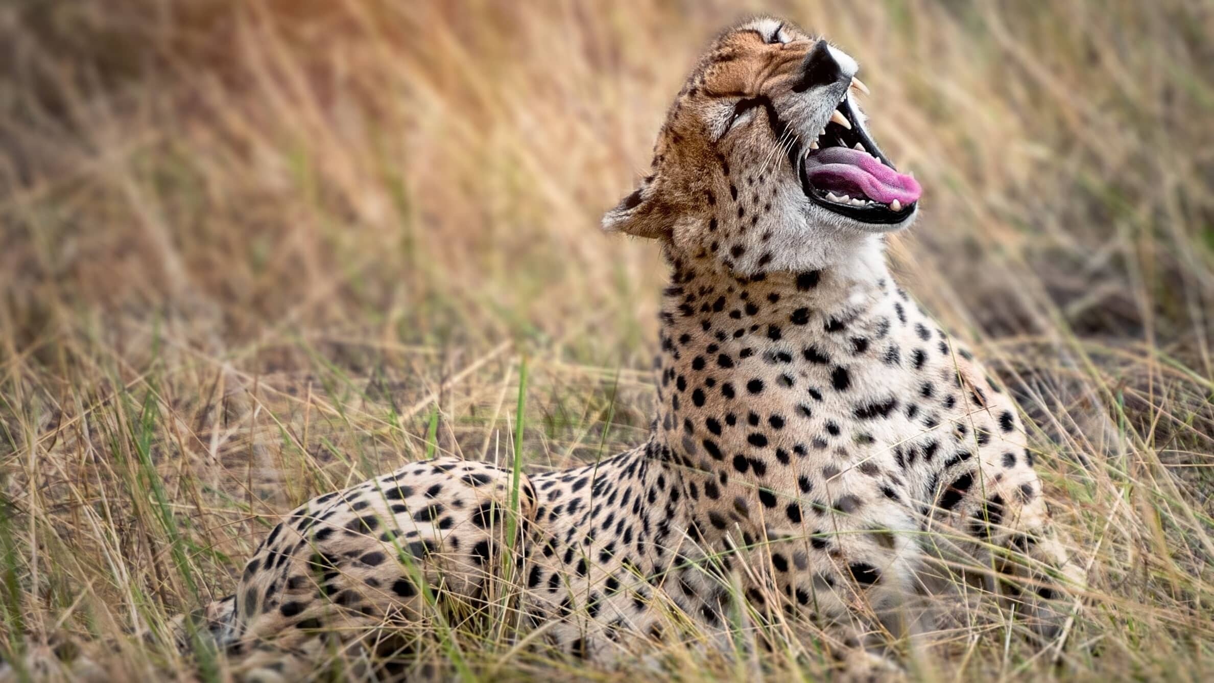 Serengeti_hu-chen-BRXn1JtdXtc-unsplash