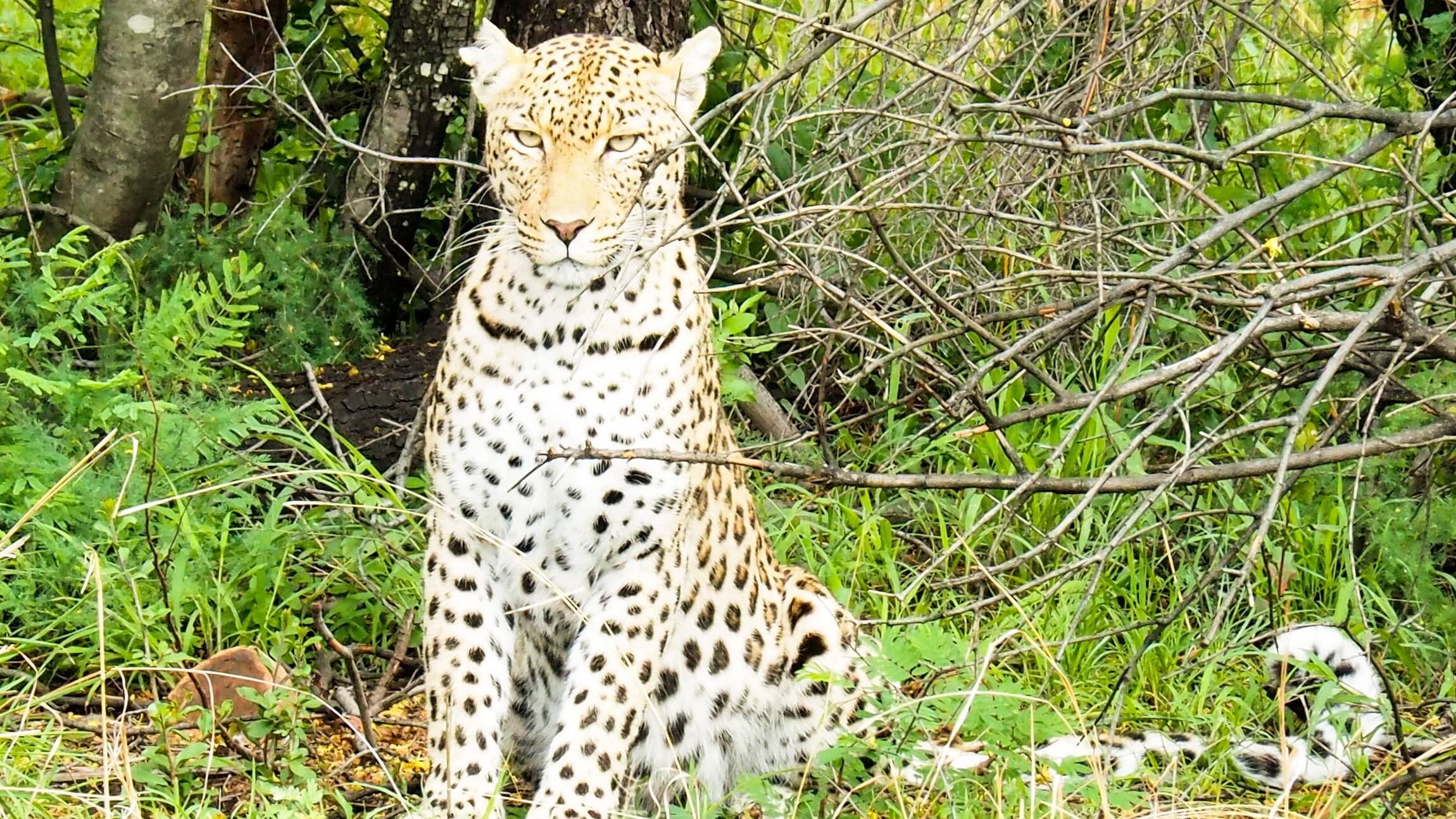 Suedafrika_Pilanesberg_NP_Leopard_Privatbild_Frey_1