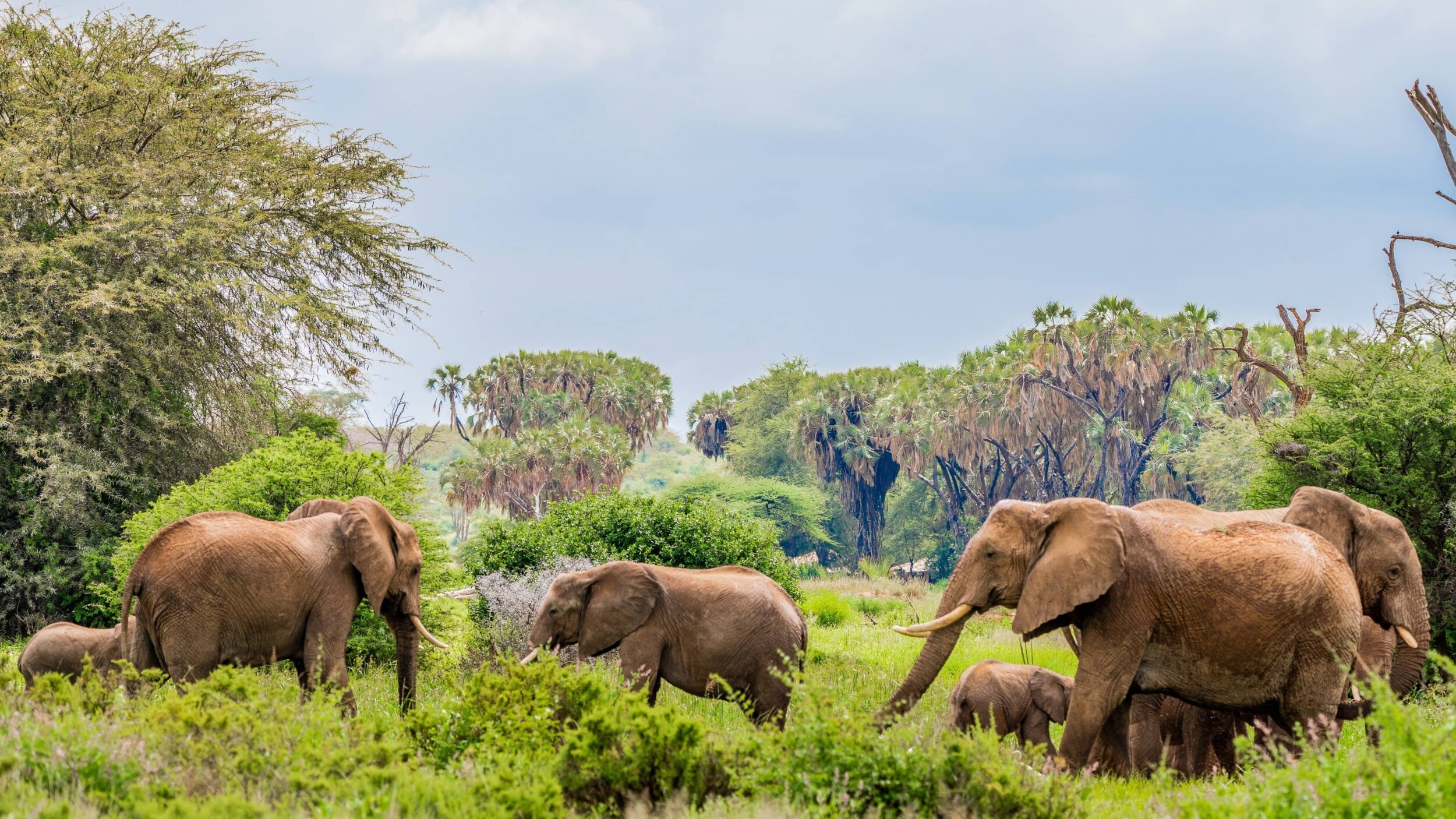 Kenia_Samburu_photos-by-beks-B3fLaAAy6nU-unsplash