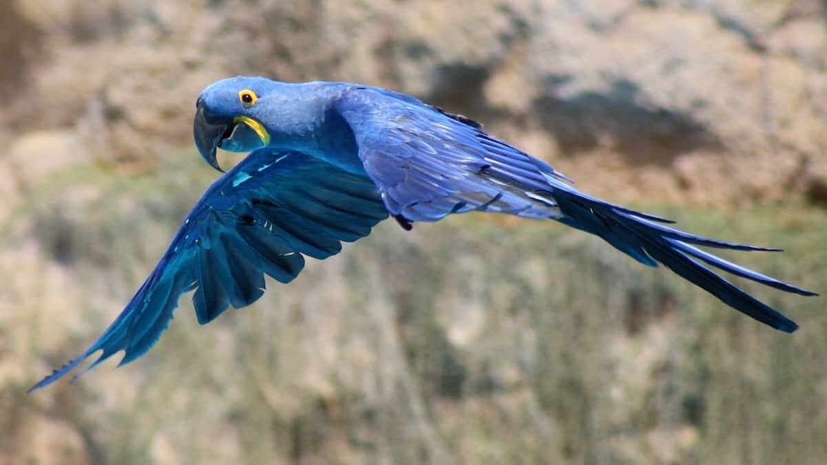 parrot-g4118dfd54_1920