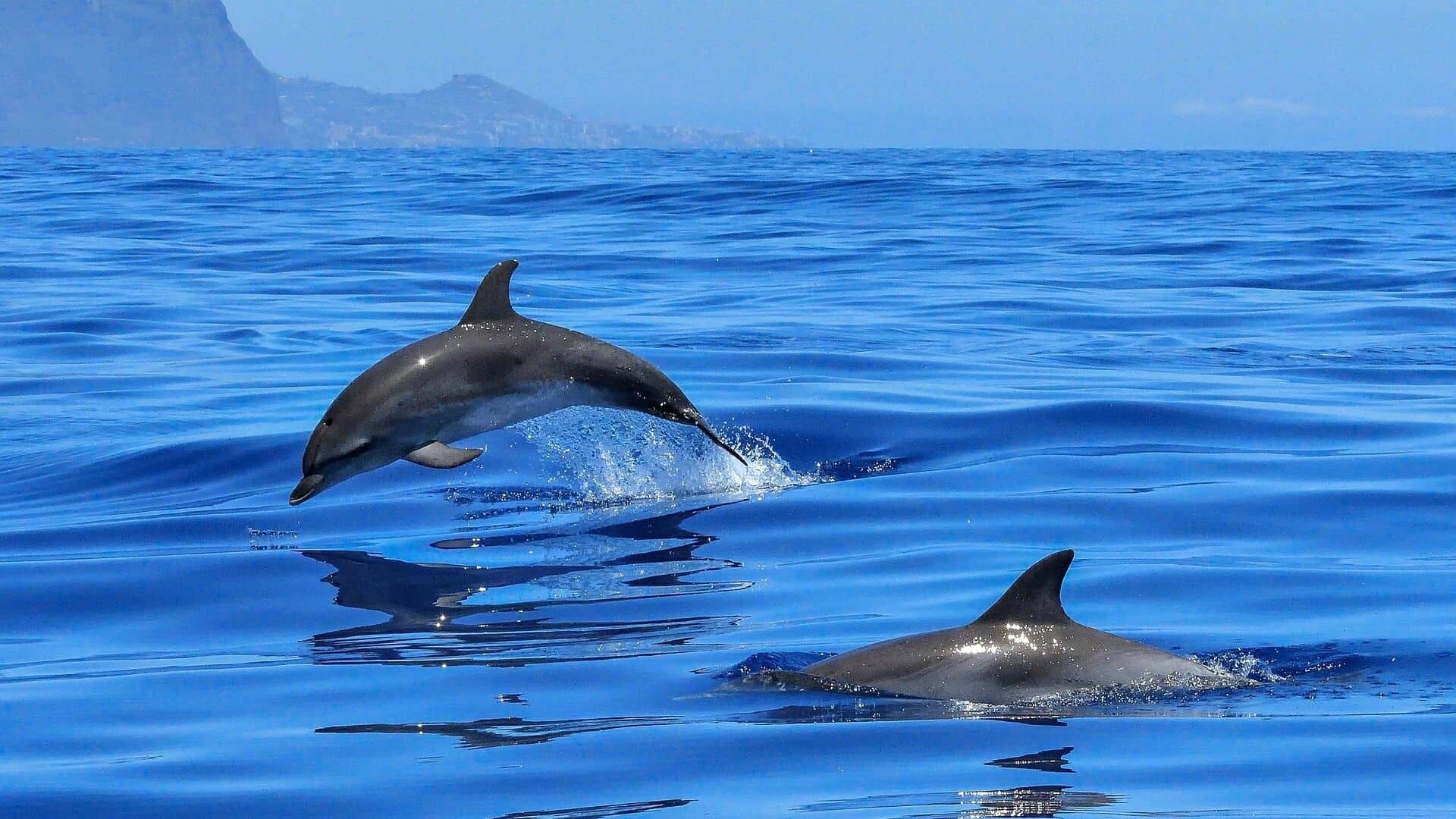 dolphin-g9f3712a34_1920