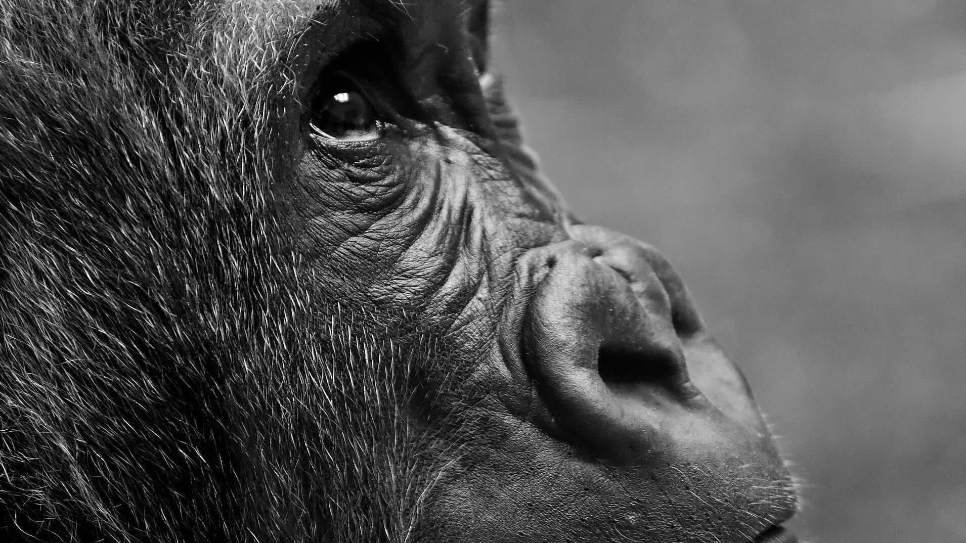 Schweiz_Basel_Zoo_hd-wallpaper-g2afc903e5_1920