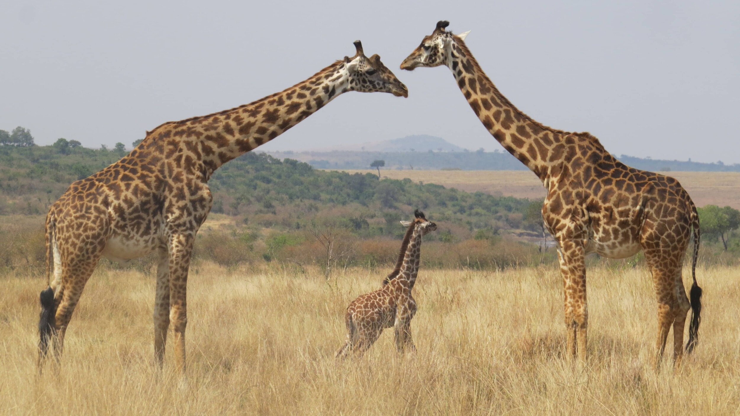 ManyaraSee_melissa-van-niekerk-IOJx2UIKBeA-unsplash