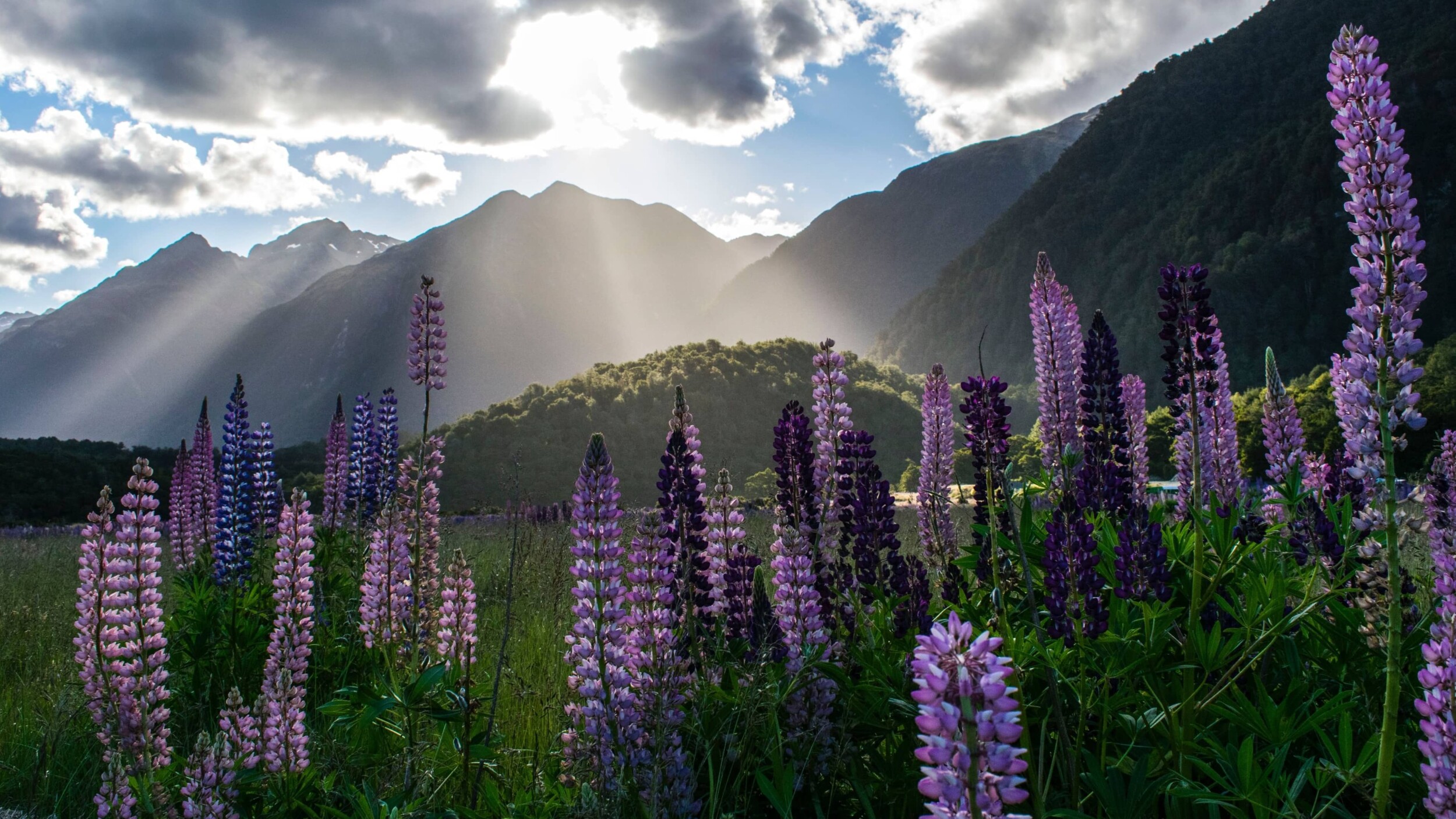 Neuseeland_MilfordSound_aneta-hartmannova-ph-ldDJS6vc-unsplash
