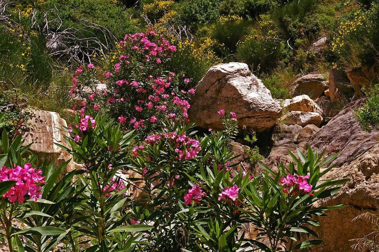 Samos_oleander-g7e93a1f0e_1280