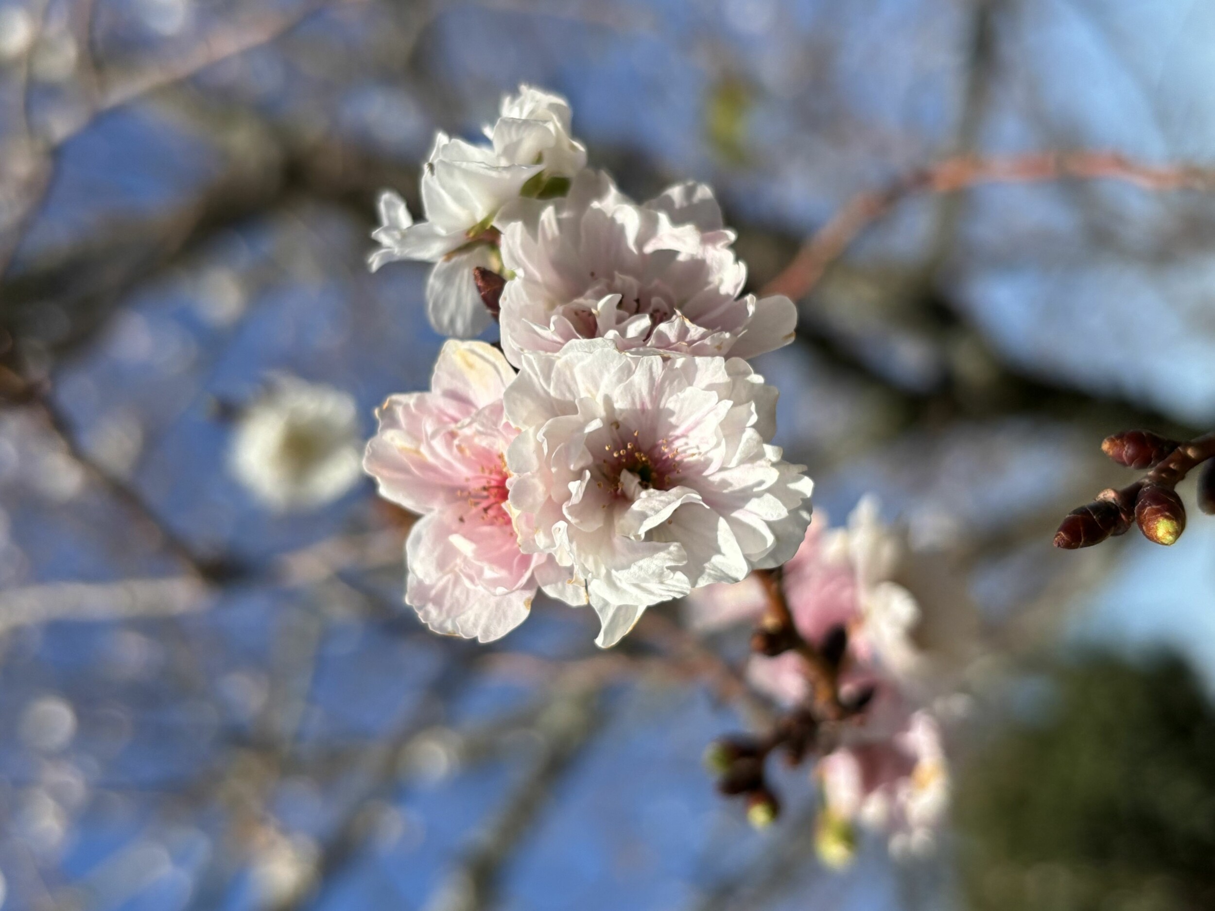 Japan_Micol_IMG_8233