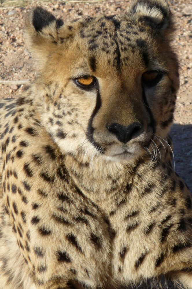 Namibia_15-30_Mai_2010_383a