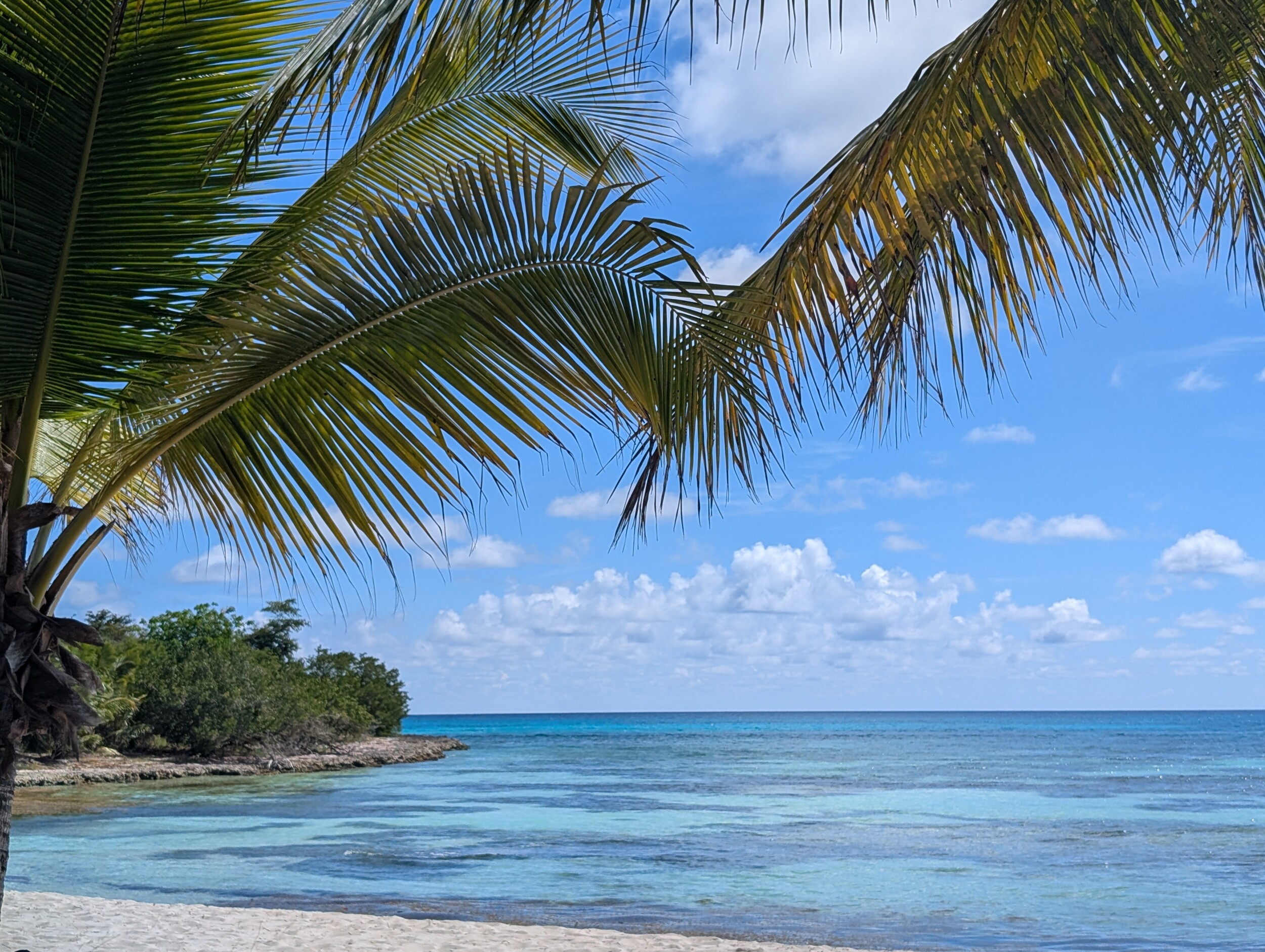 Amina-Hasanova-Saona