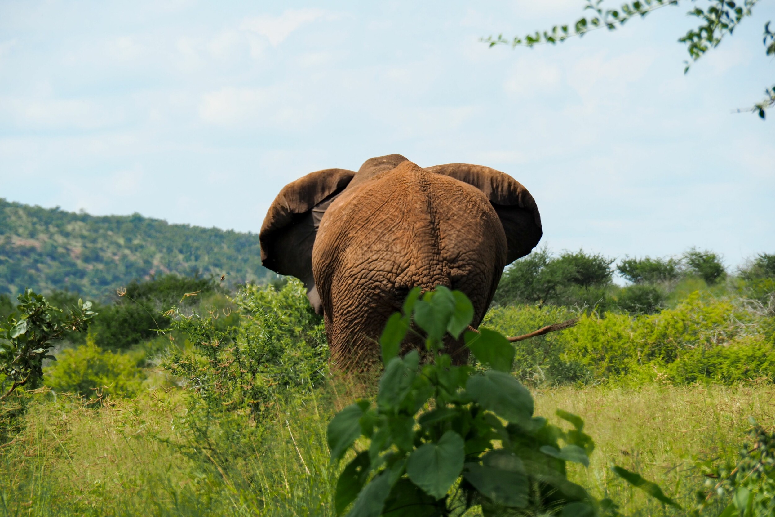 2023_03_20_Südafrika-Reise_085_Blyde_River_Lodge-_Krüger_NP