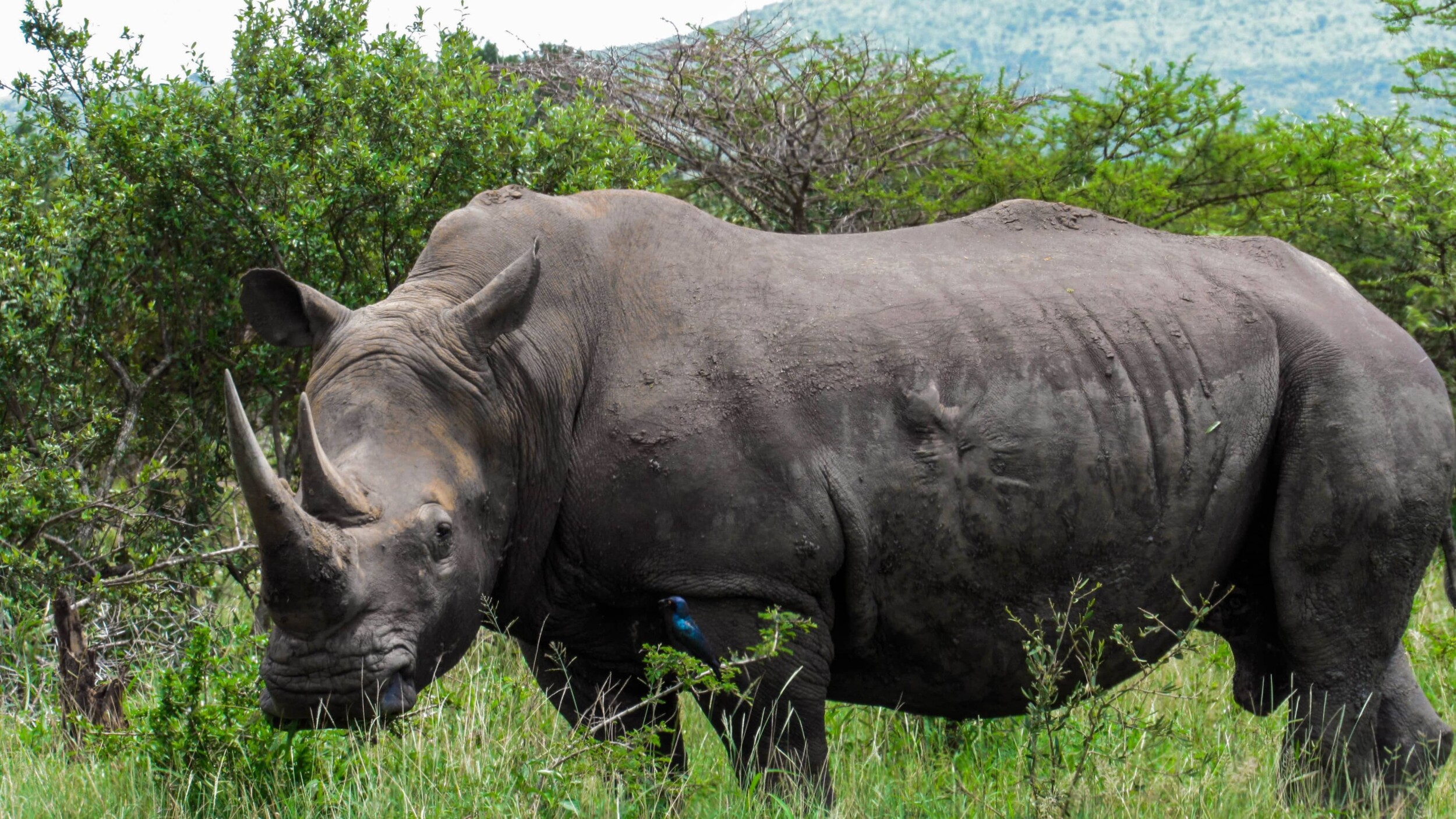Suedafrika_Nashorn_brandon-munsamy-nBbV-5NJ2Hw-unsplash