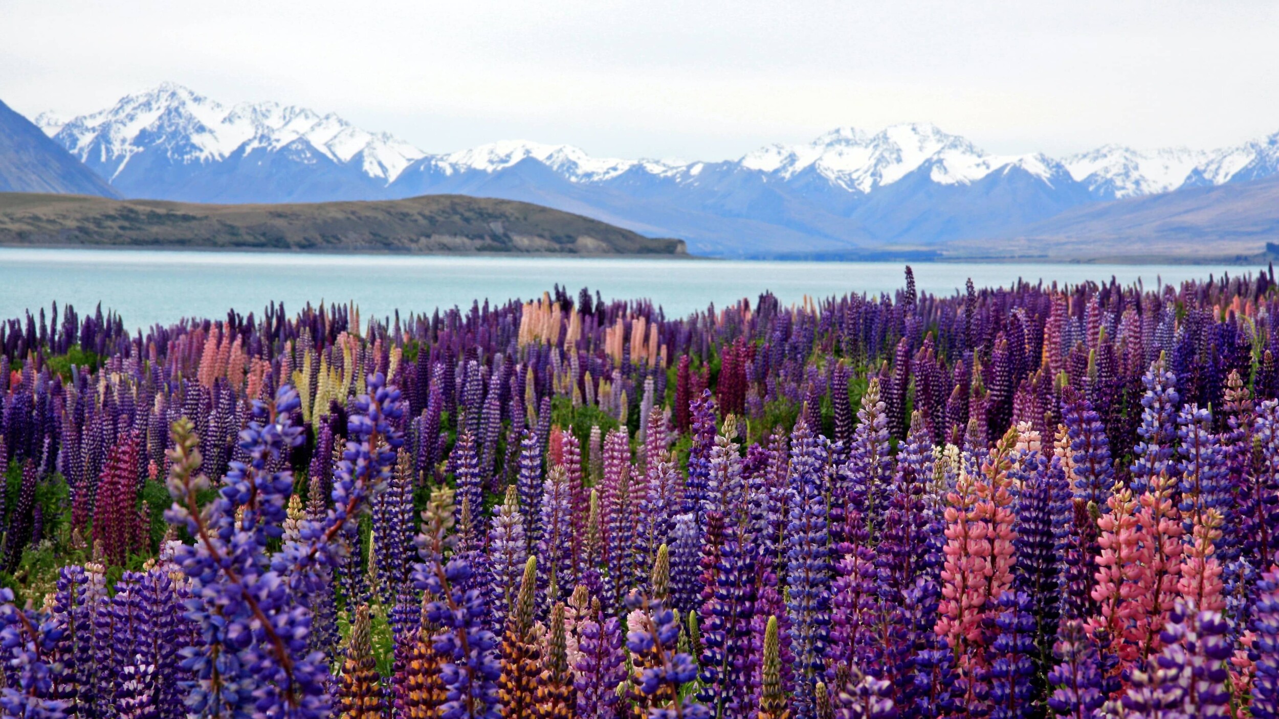 Neuseeland_Lake-Tekapo_nareeta-martin-pS58s5m6Ot8-unsplash