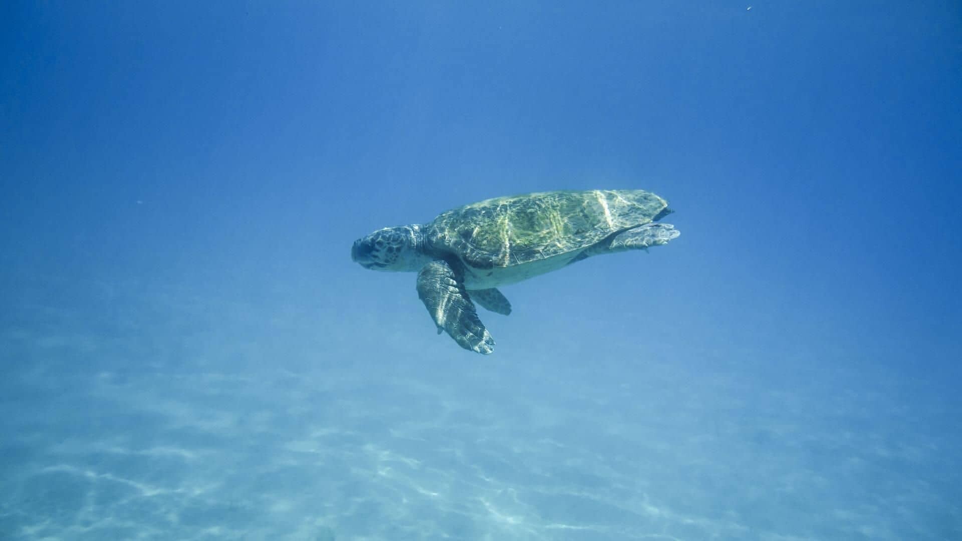 Zakynthos_tortoise-g0d482e2b4_1920