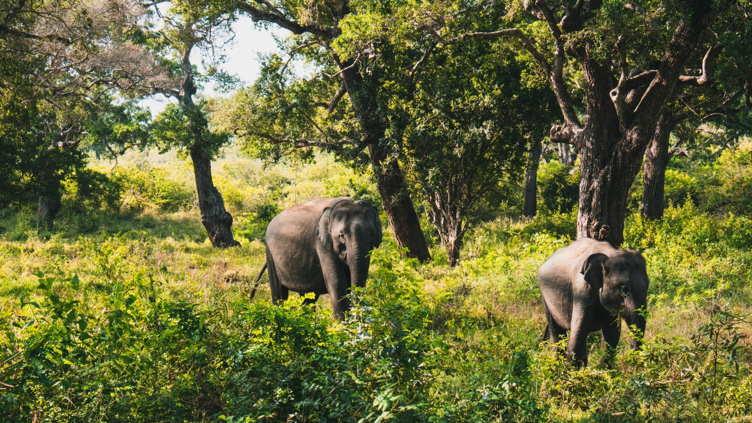 Sri_Lanka_Yala_Nationalpark2_unsplash_2