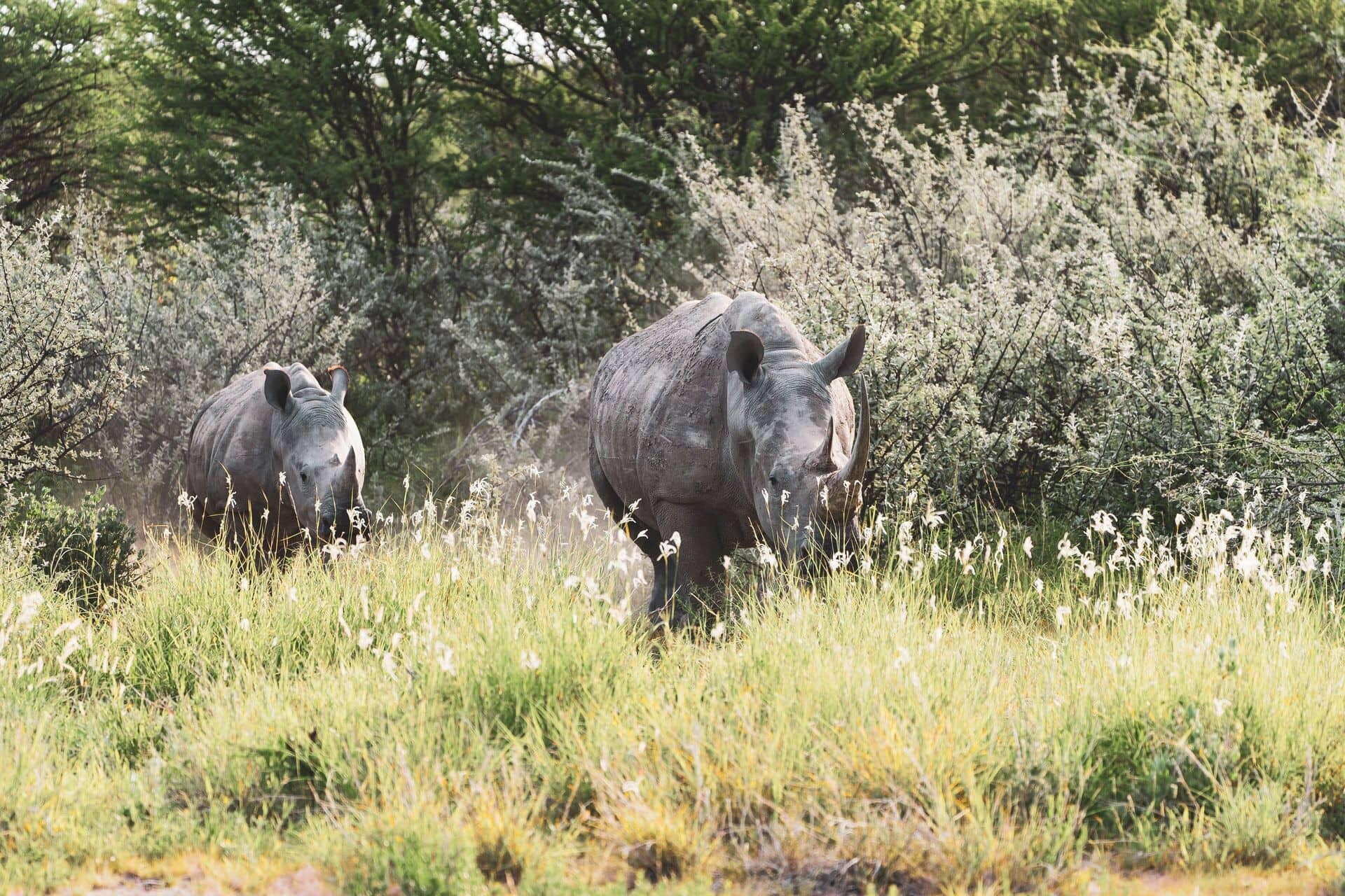 Namibia_nashorn_eelco-bohtlingk-XTc3fkFlc24-unsplash_1