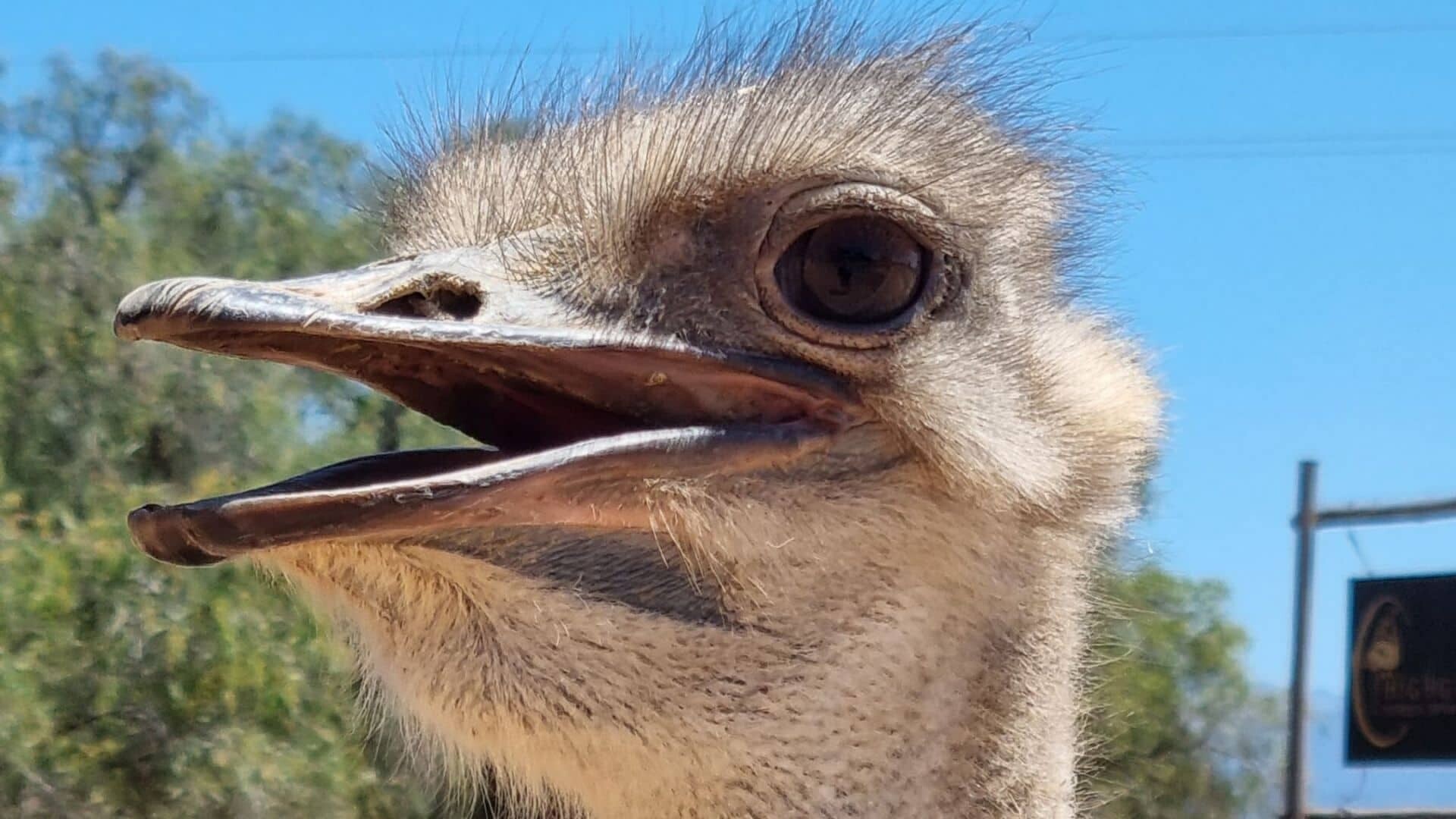 Suedafrika-Strauss_jako-janse-van-rensburg-N5okqEnyCUI-unsplash_1