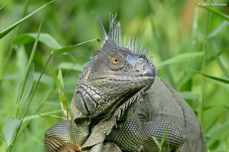 5khb0ud52_rectangle-768x768-0x0-0x0