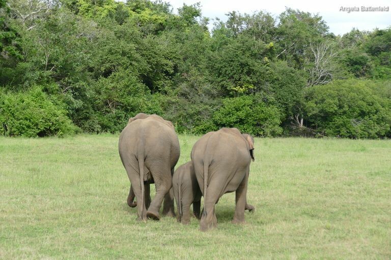 5a533vwv4_rectangle-768x768-0x0-0x0