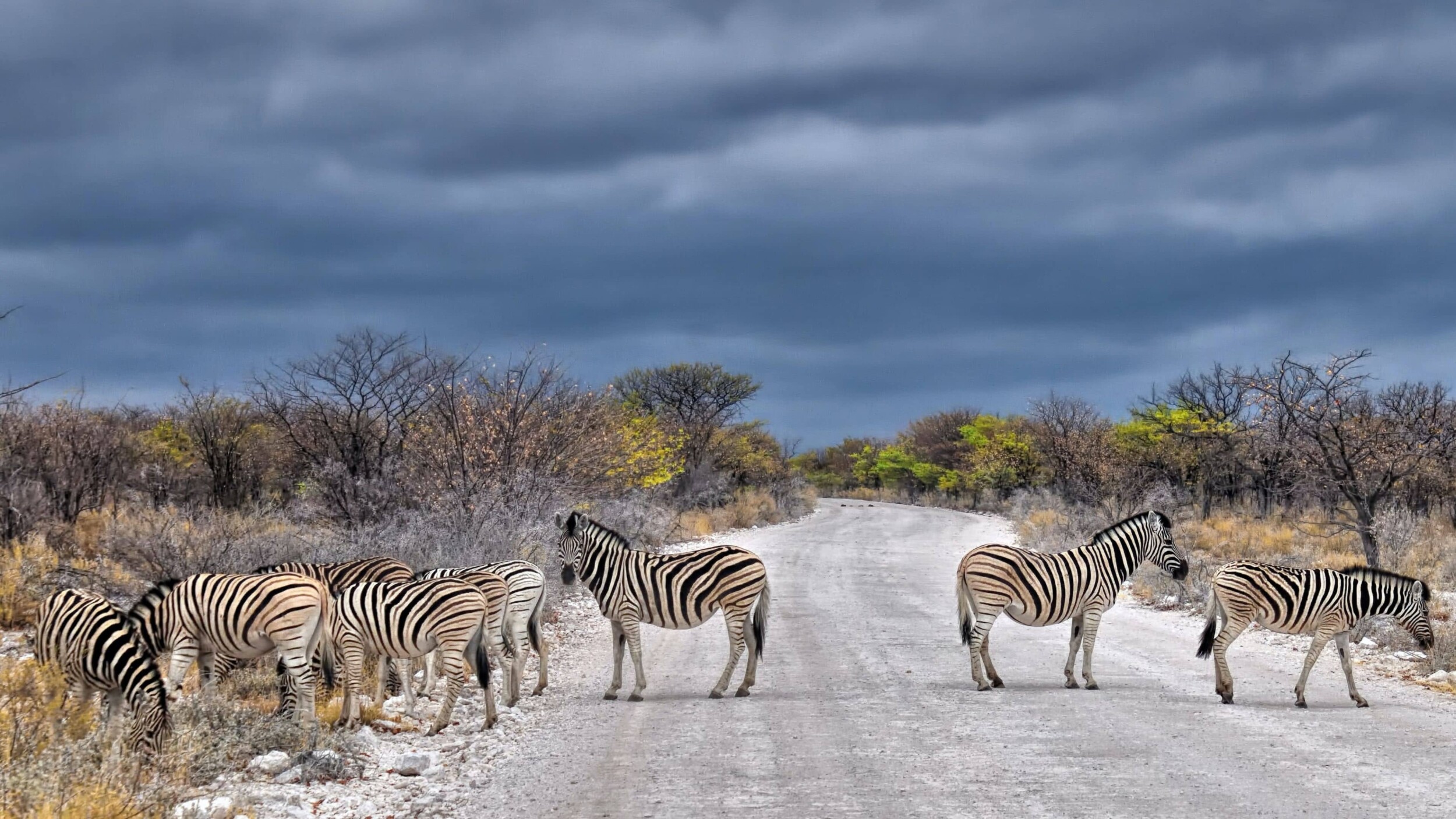 Namibia_Etsoha_jp-desvigne-ejpgsf8xu64-unsplash-1_1