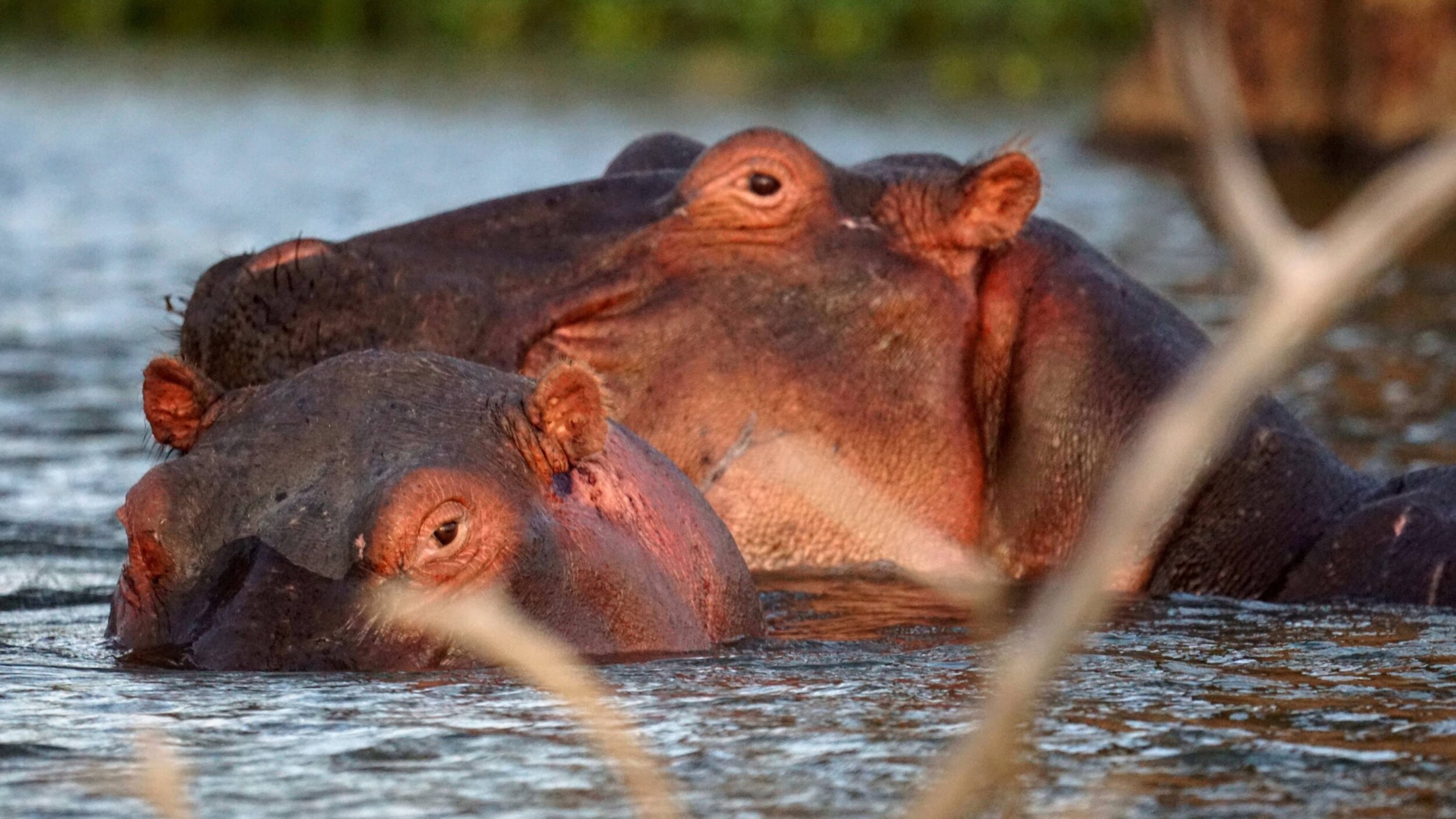 Kenia_Naivasha_vladan-raznatovic-8mXrl4IYduQ-unsplash