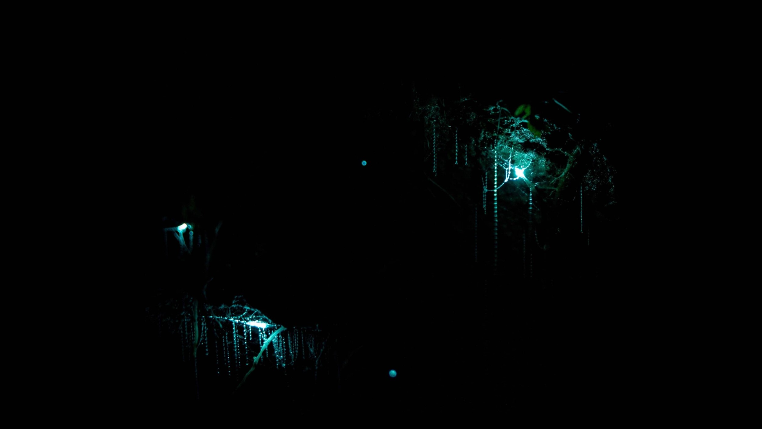 Neuseeland_WaitomoCaves_tomas-malik-m3Hu9bUaAfc-unsplash