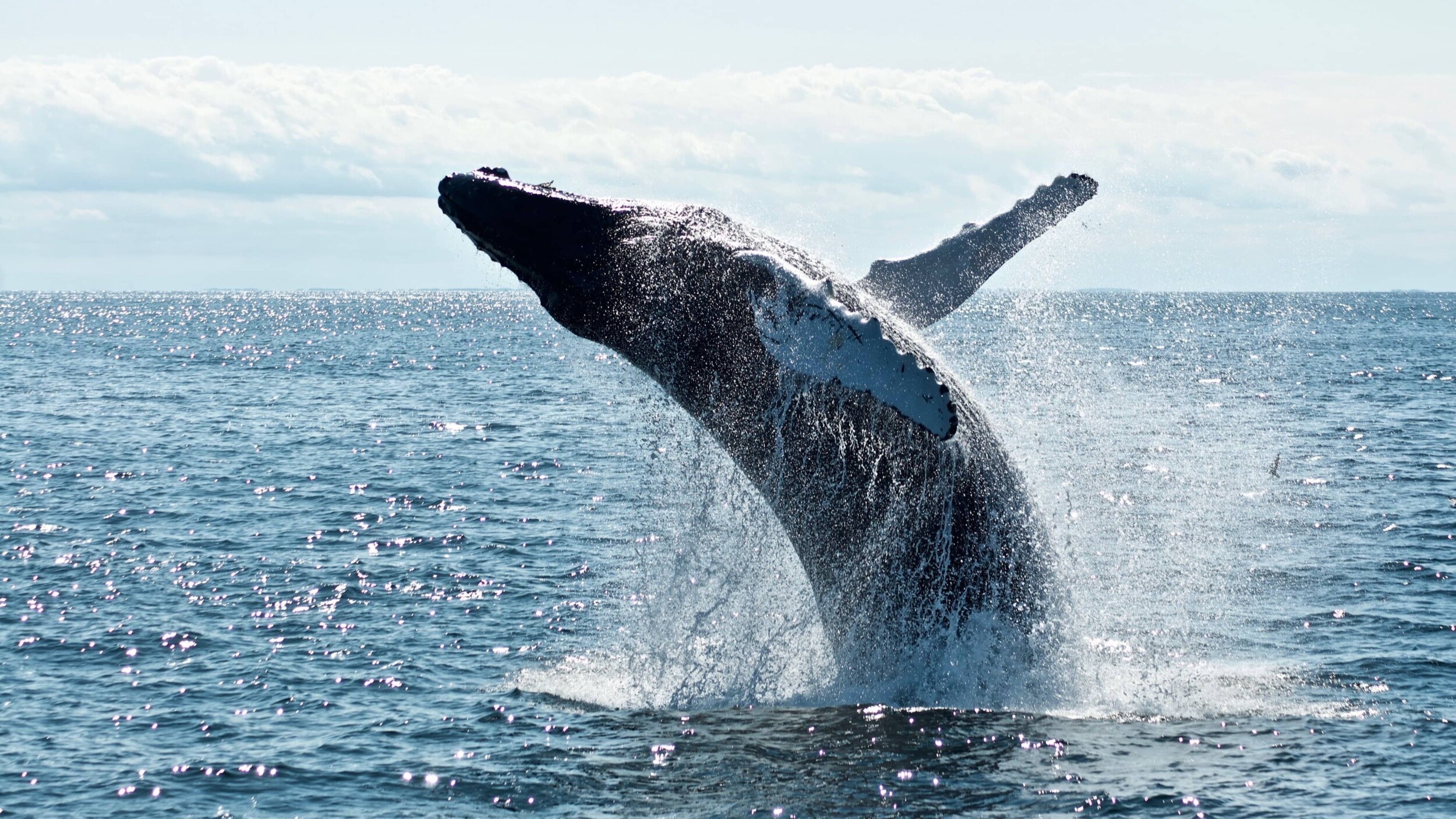 Island_Husavik_whale_watching_todd-cravens-QnBrjY-nFUs-unsplash_1