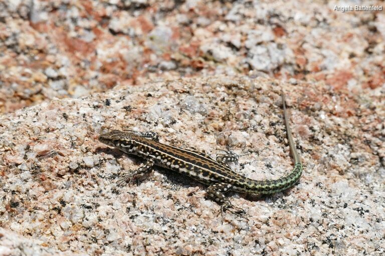 532mri7gp_rectangle-768x768-0x0-0x0