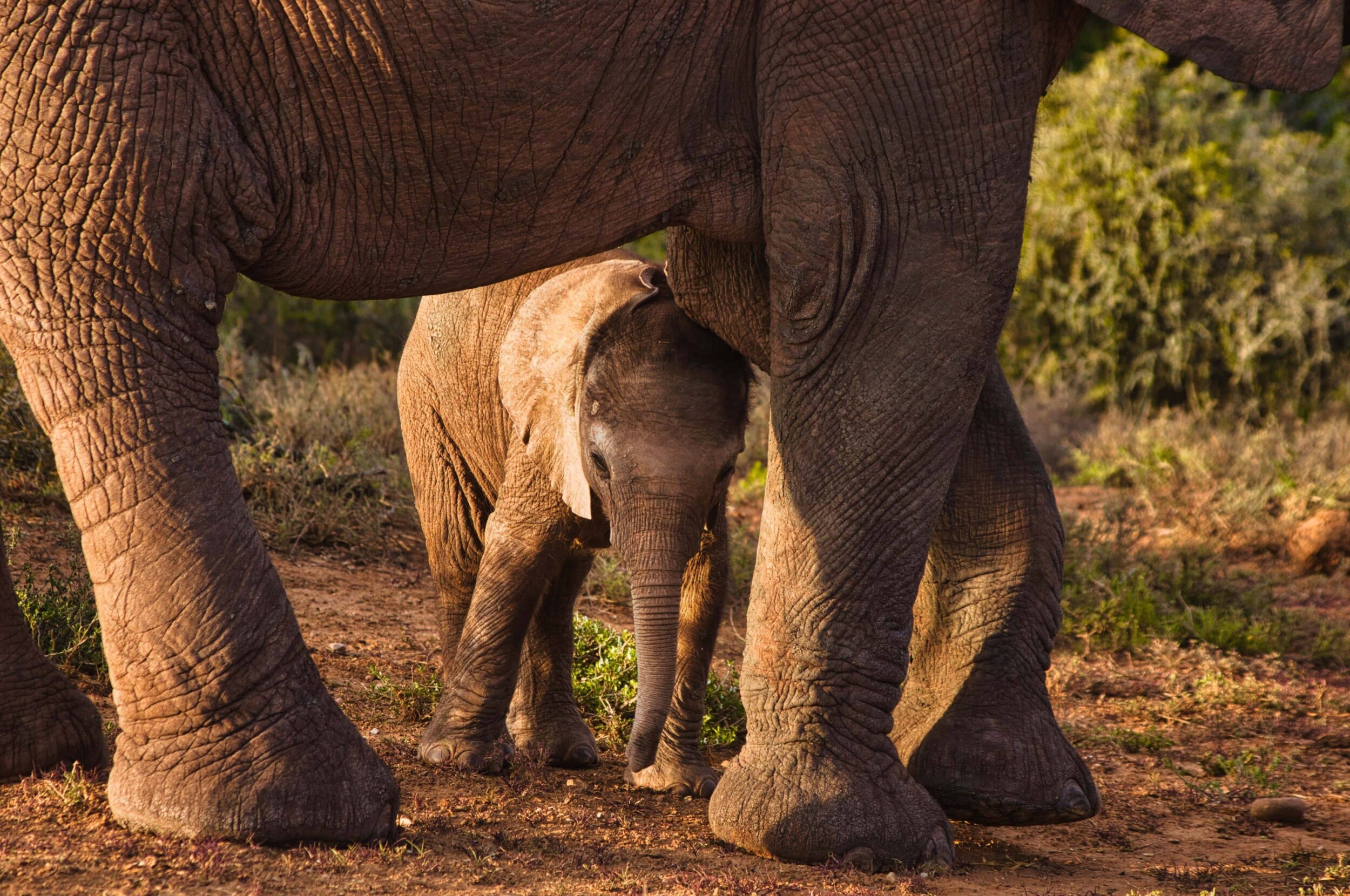 Suedafrika-Nationalpark_Elefanten_patrick-baum-xbQWGy4_4G0-unsplash