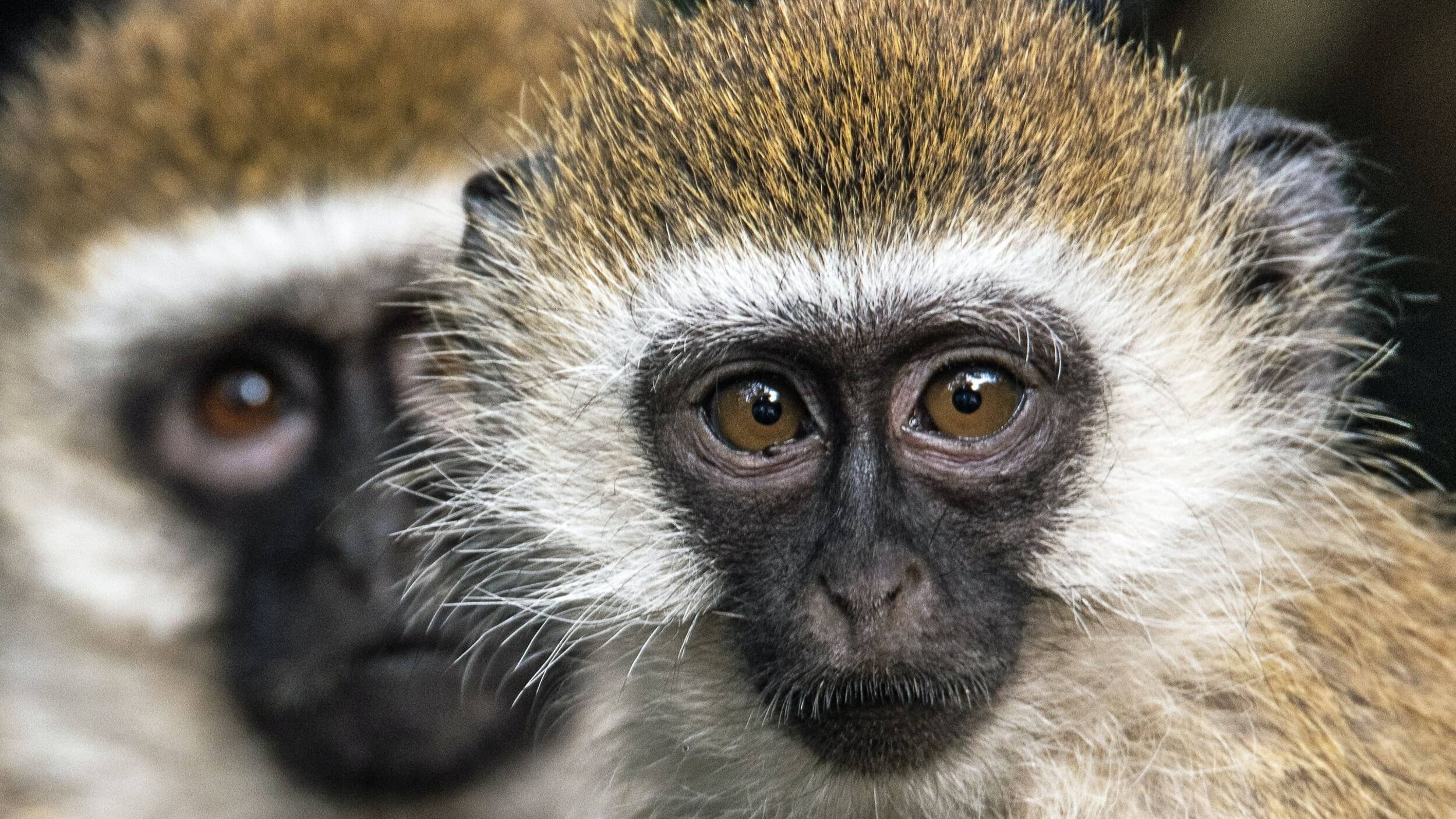 Kenia_TanaPrimates_david-clode-rTEt2xxdOvI-unsplash