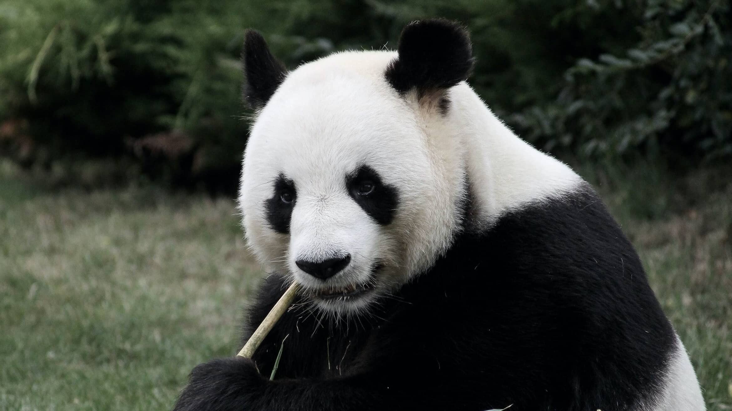 China_Peking_Zoo_melody-p-fu3UTG0rUfk-unsplash_1